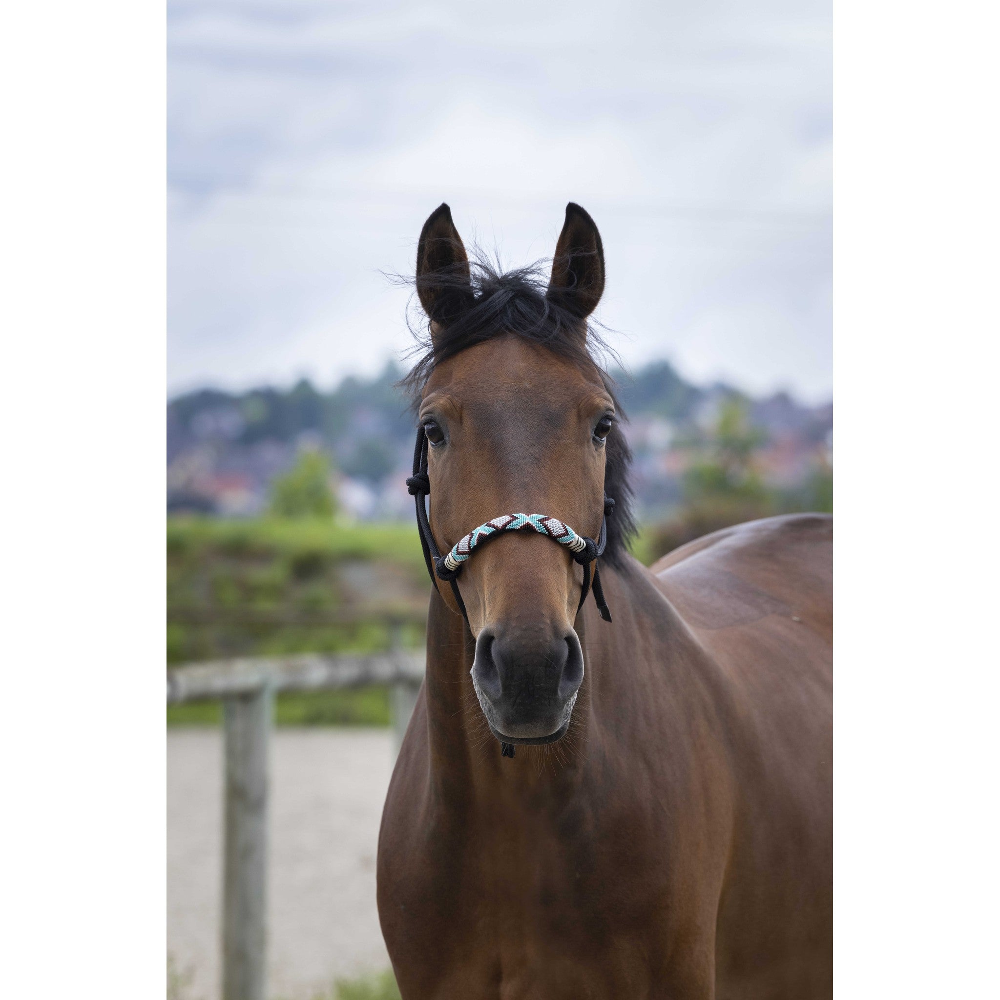 Norton Pearl Ethological Halter Black 510171302