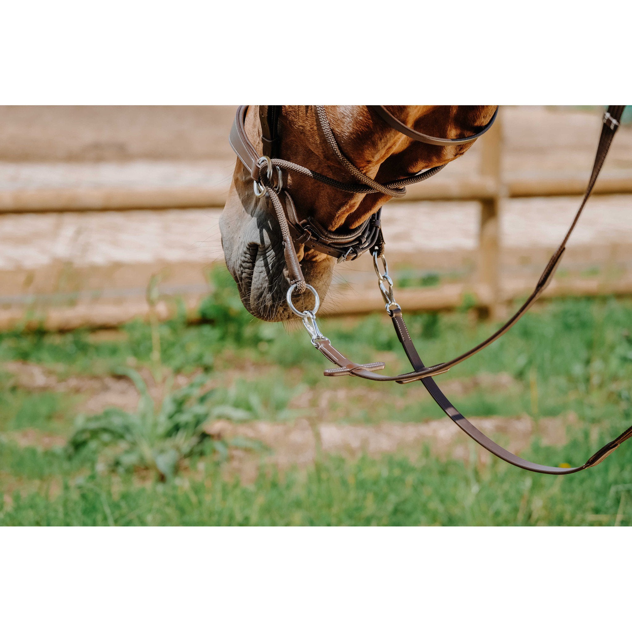 Norton Bitless Bridle Havana 301803318