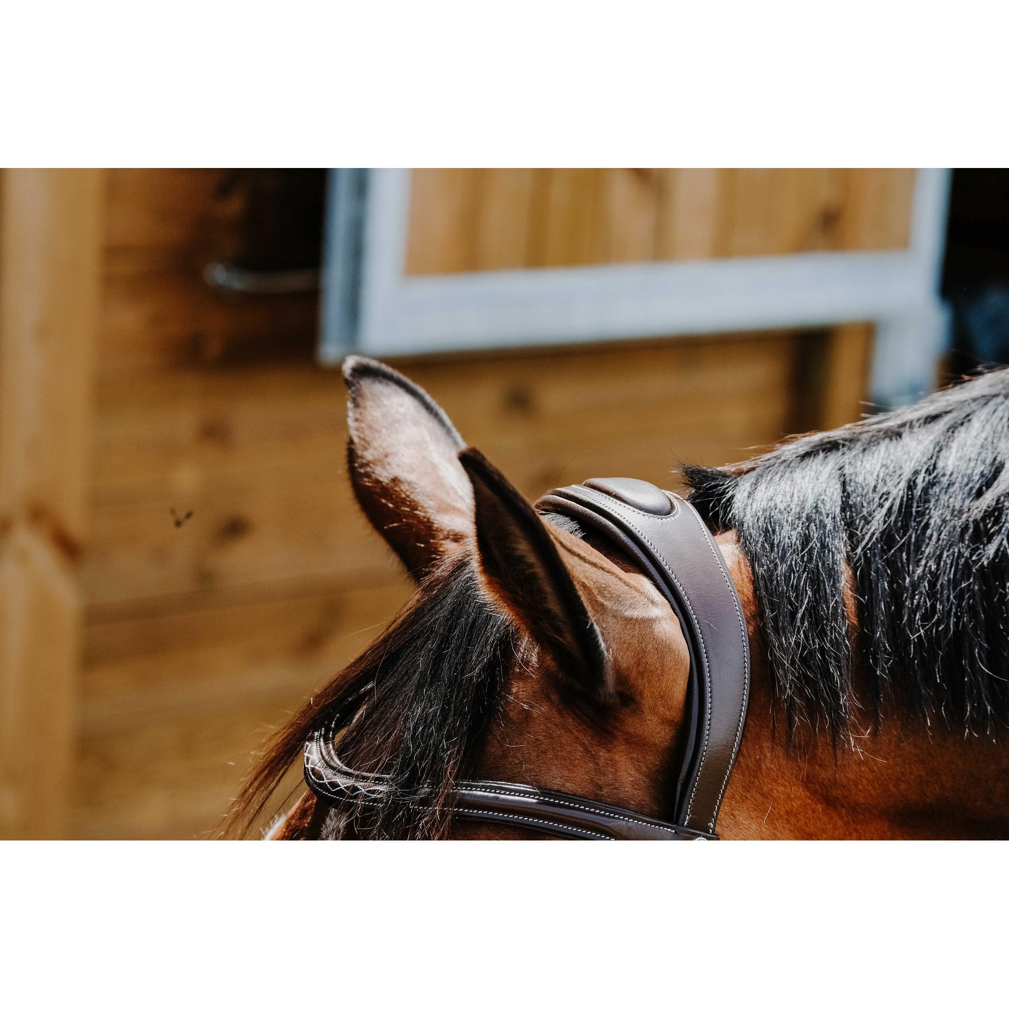 Norton Freedom Bridle Havana 301804318