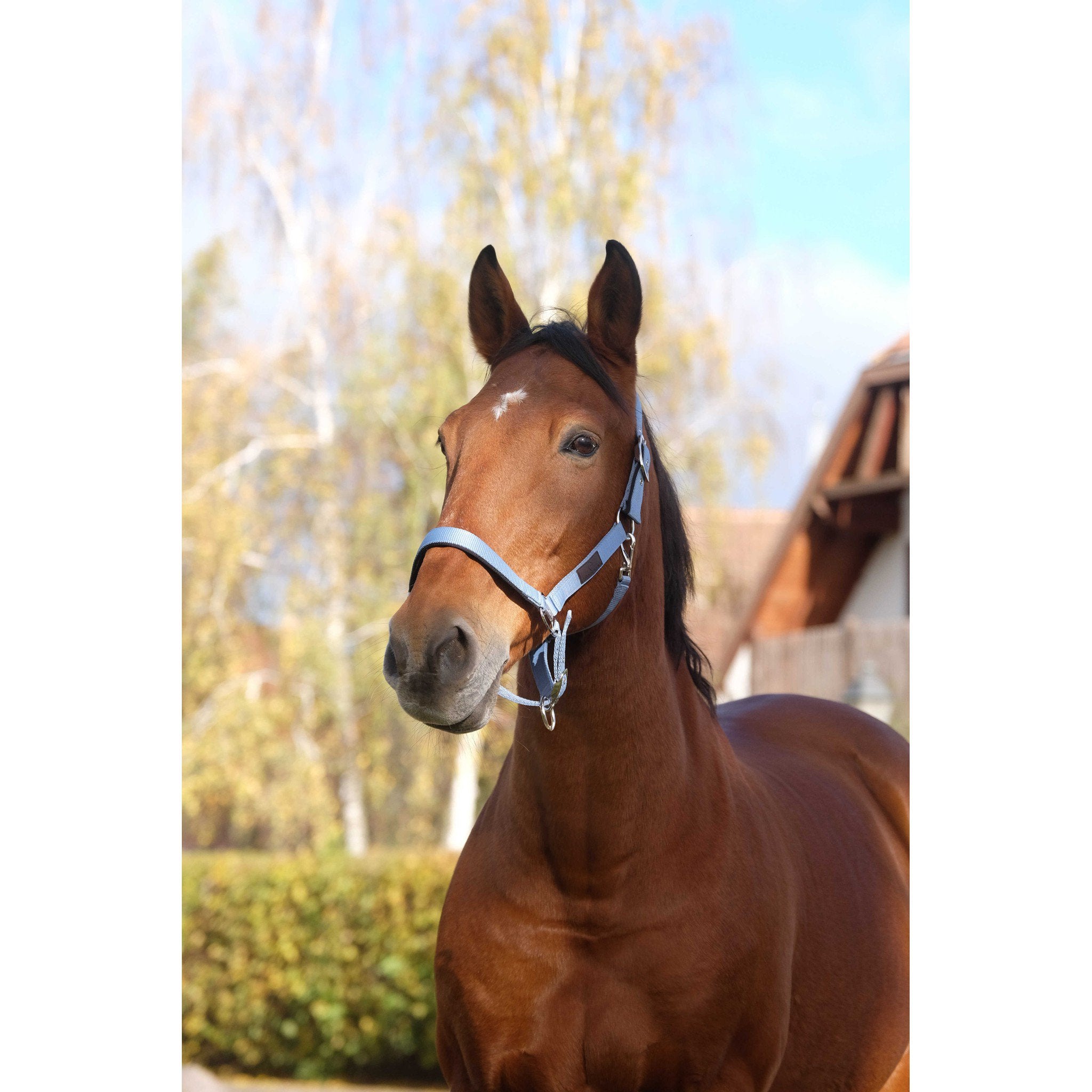 EQUITHÈME Spring Halter Blue 510257006