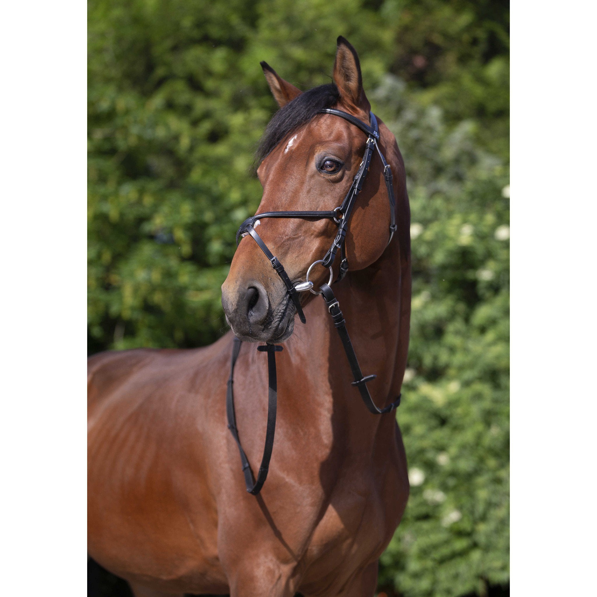Riding World bridle flash noseband Black 301005302