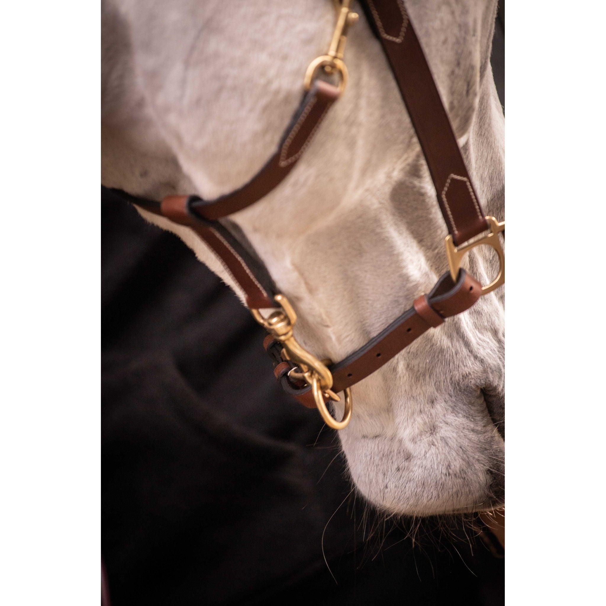 Paddock Sports 3-Snap Halter Havana 301614304