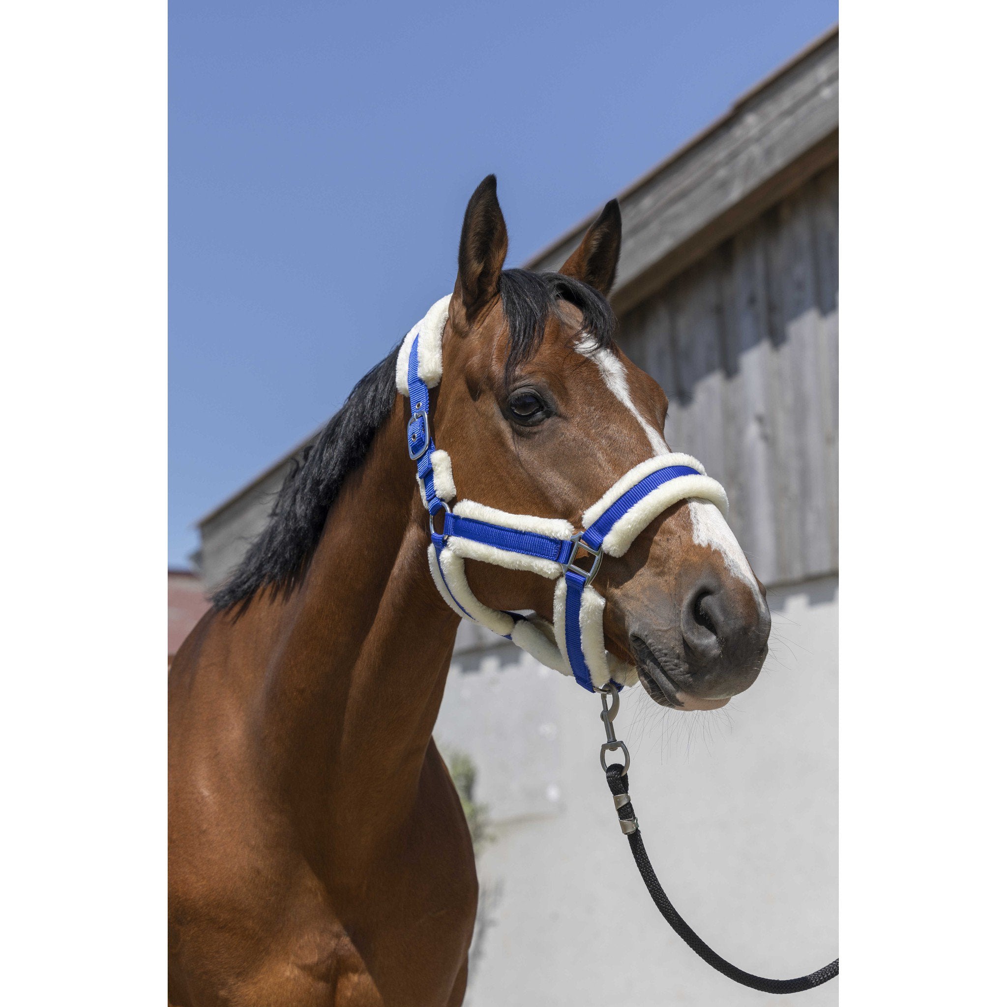 Norton Cosy Halter Royal blue 510243306