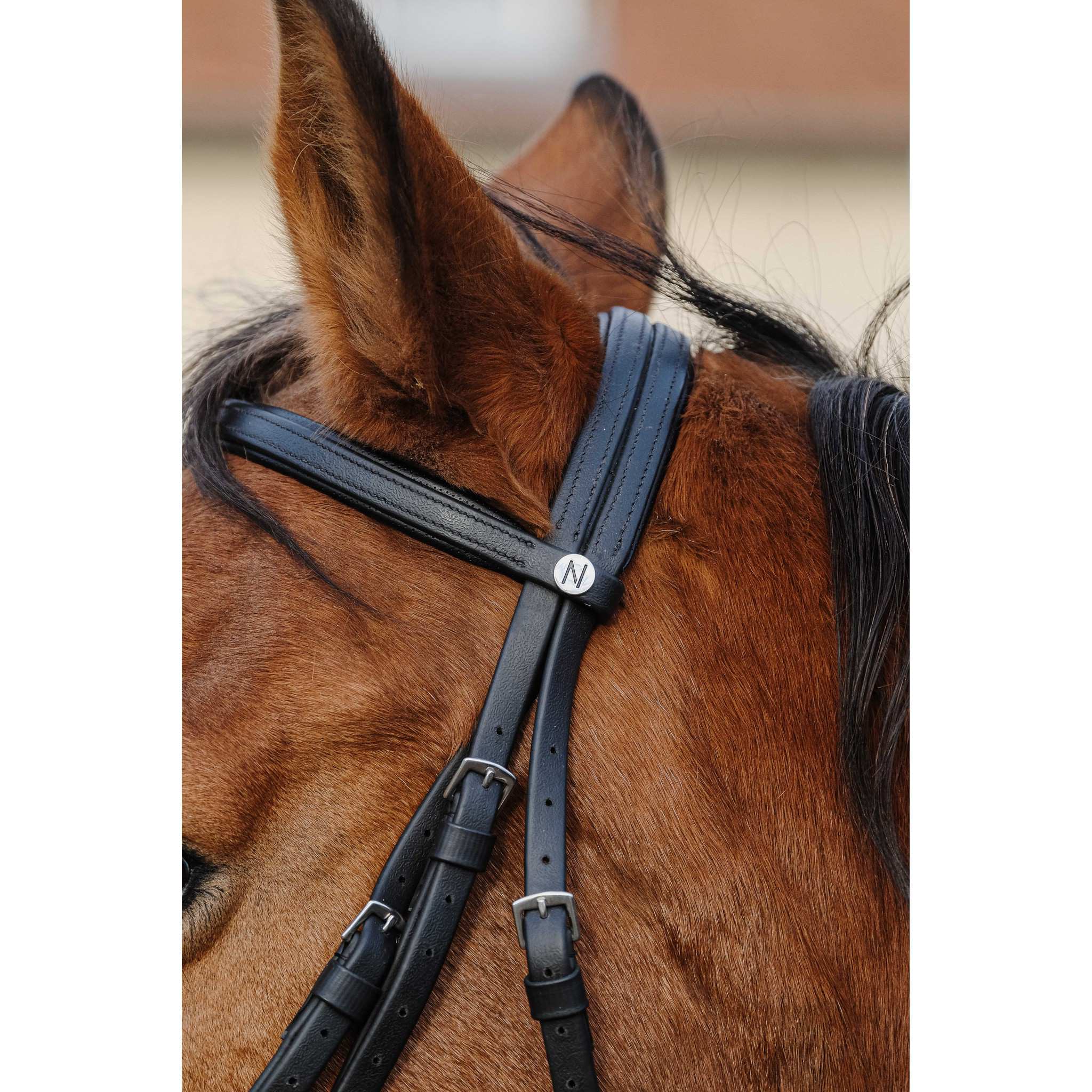 Norton Training Bridle Black 301926302