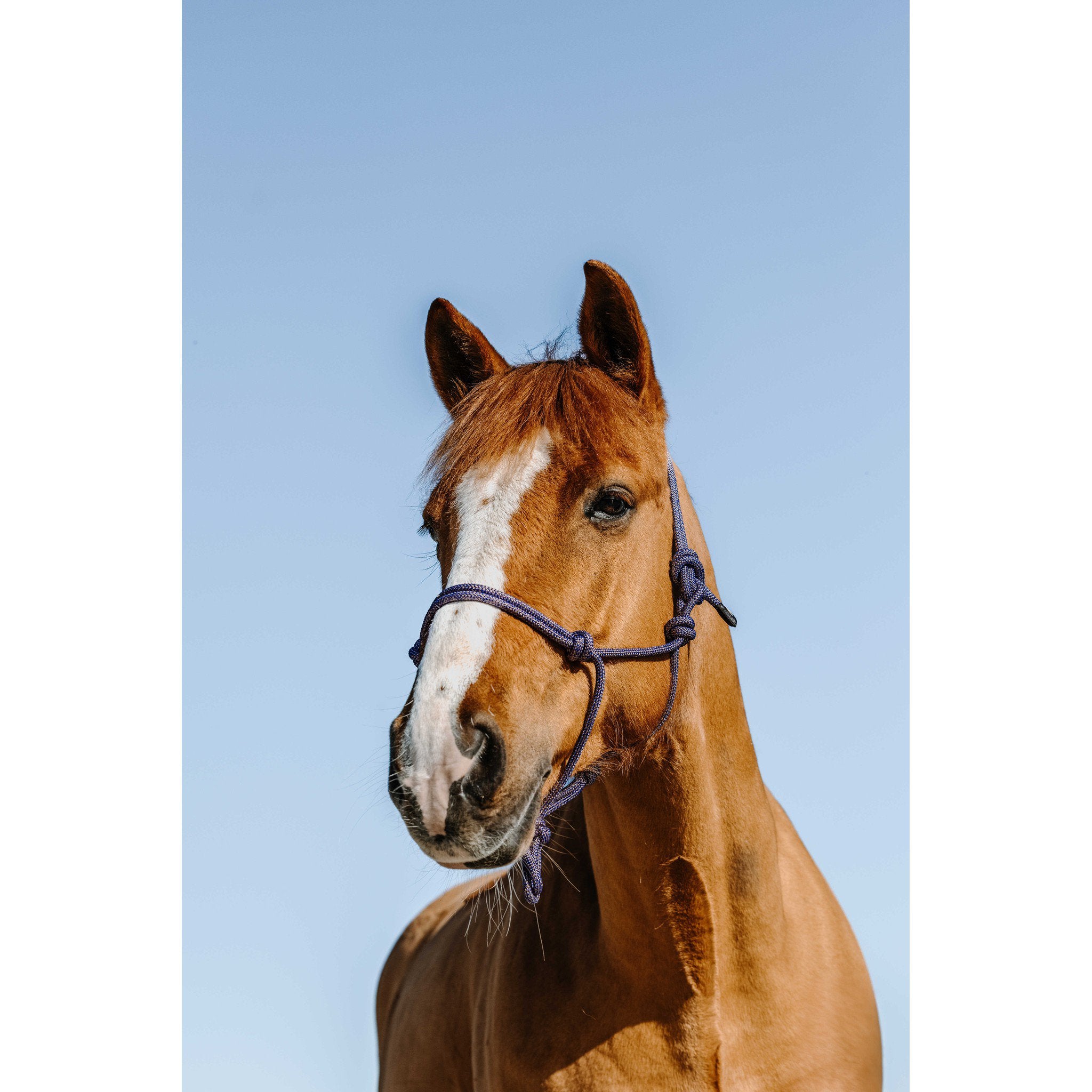 NORTON Glim Ethological Halter Royal blue/gold 510271610