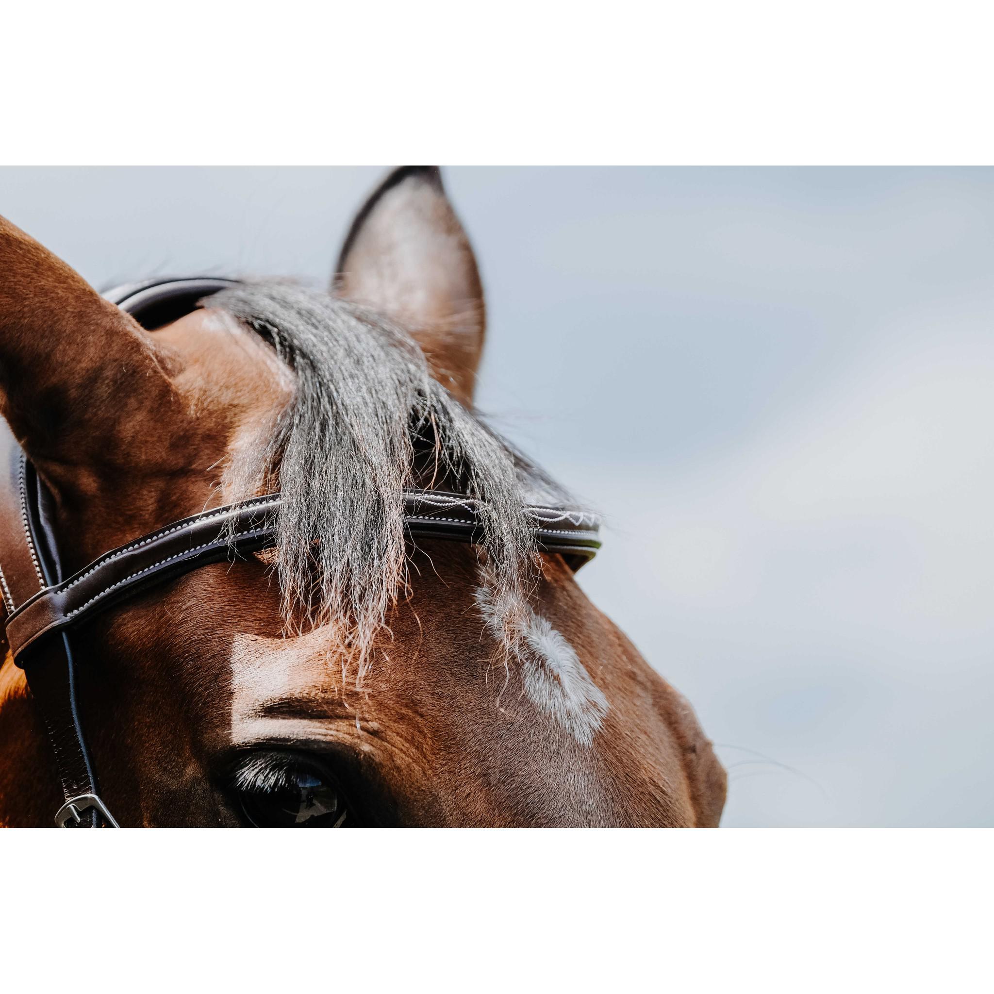 Norton Freedom Bridle Havana 301804318