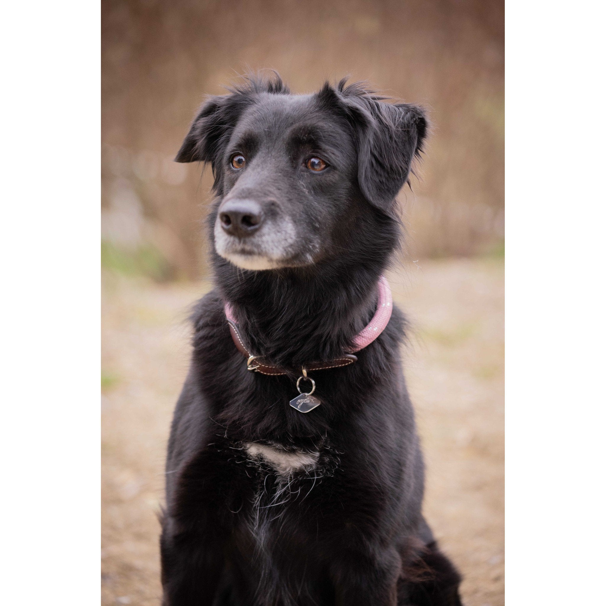 Pénélope Billie Dog Collar Pink 409826440