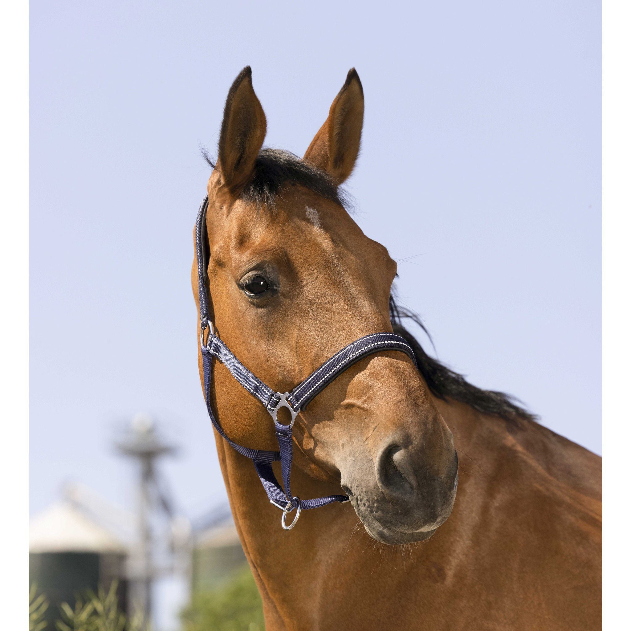 Norton Reflective halter Navy blue 510630307