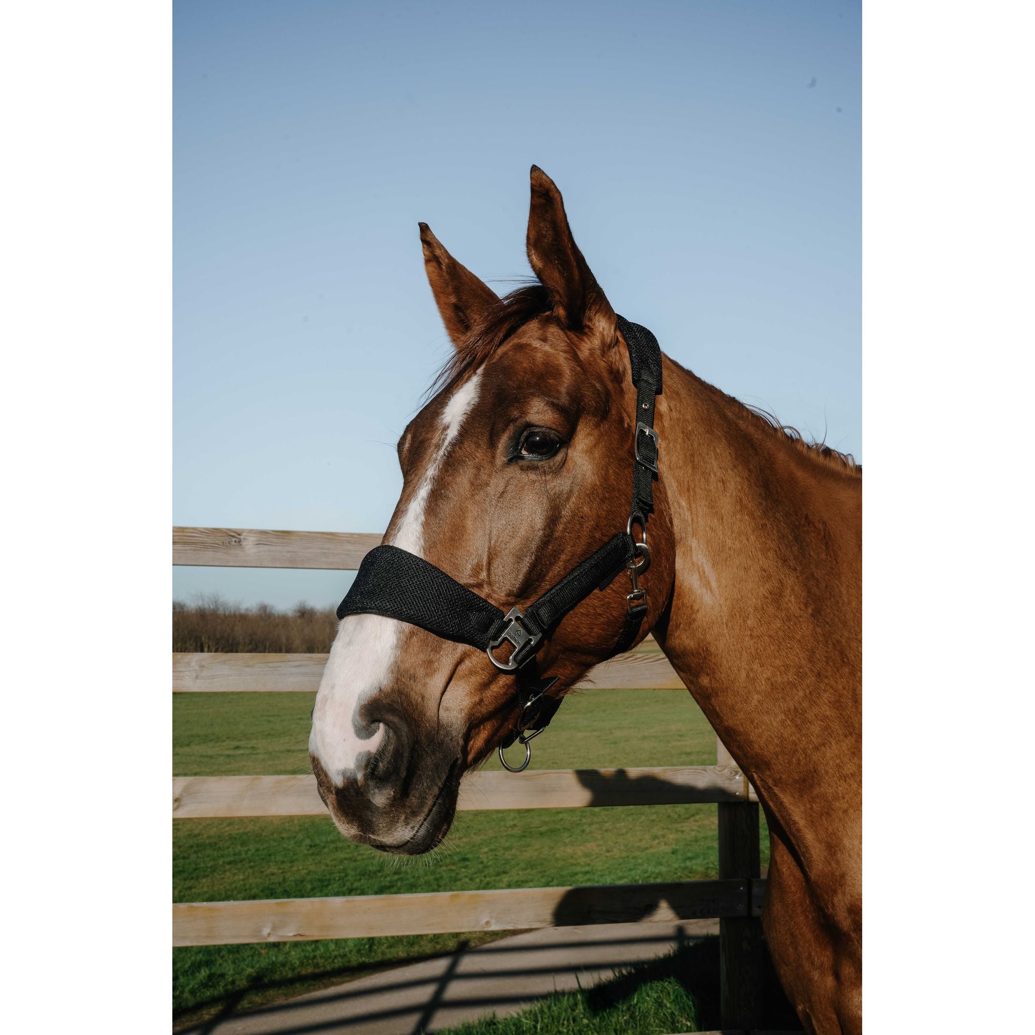 EQUITHÈME BREEZE Halter Black - 510294302_ambi_1