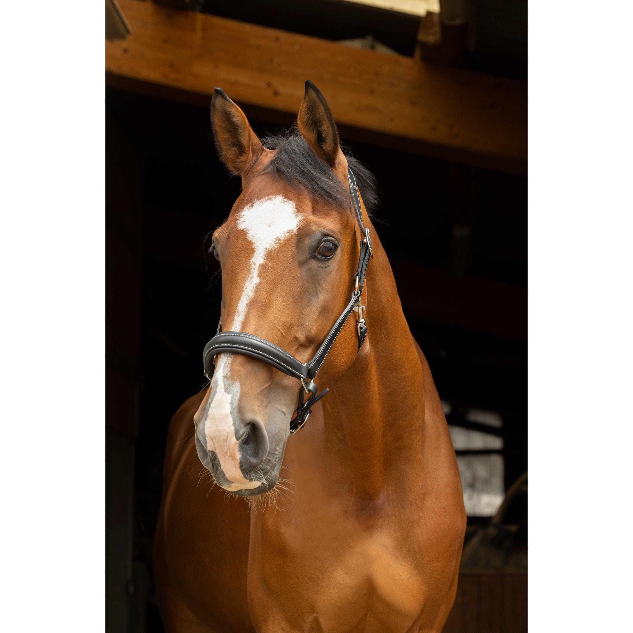 Norton Pro Anatomical head collar Black 510300302