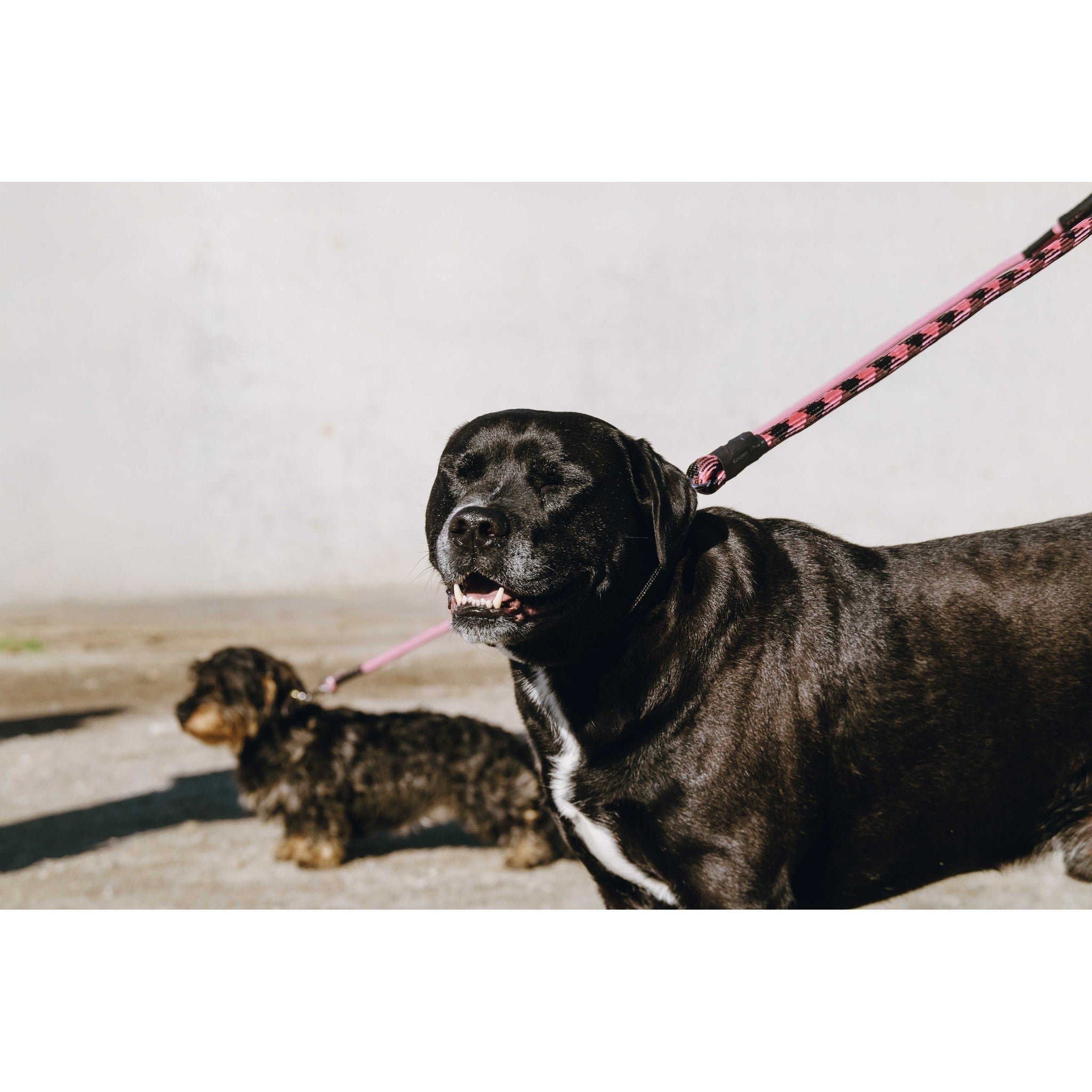 EQUITHÈME Haspen Dog Leash Black/fuchsia 409055235