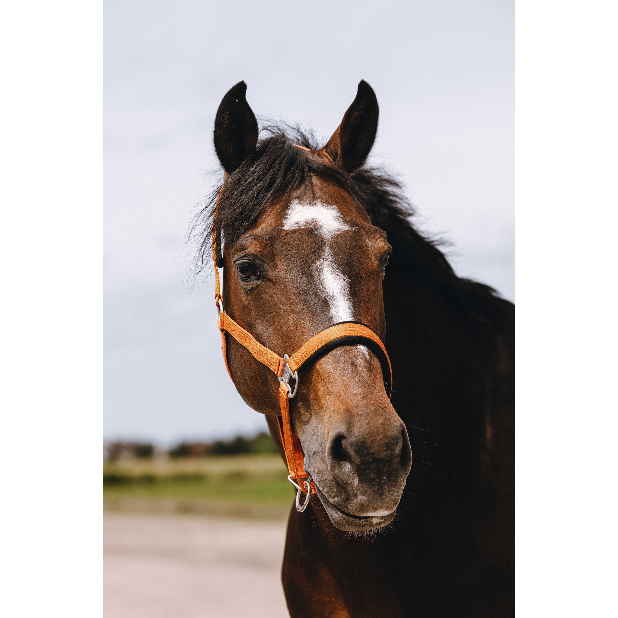 EQUITHÈME Jacquard Halter Orange 510259322
