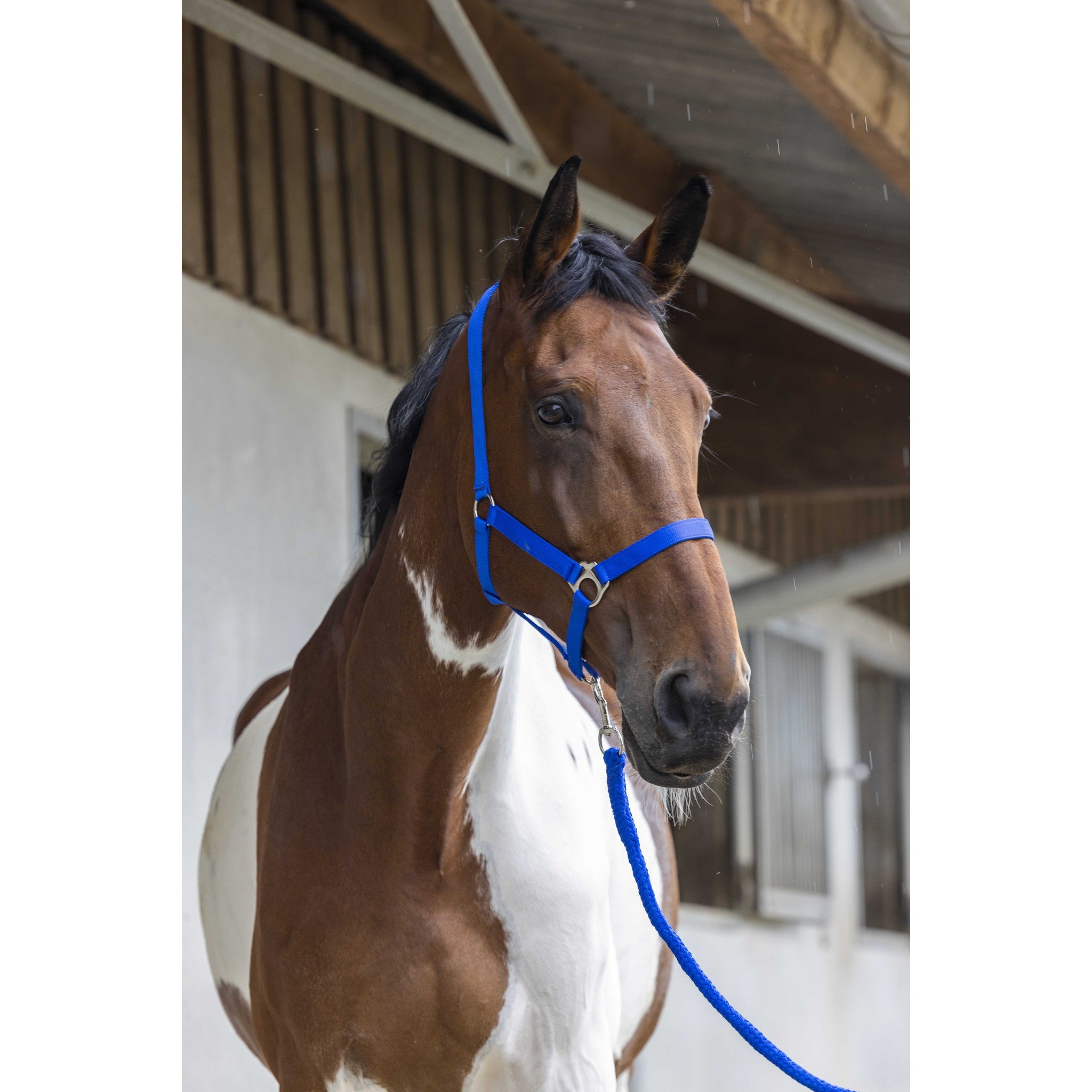 Riding World Club Headcollar and leadrope set Royal blue 510118306