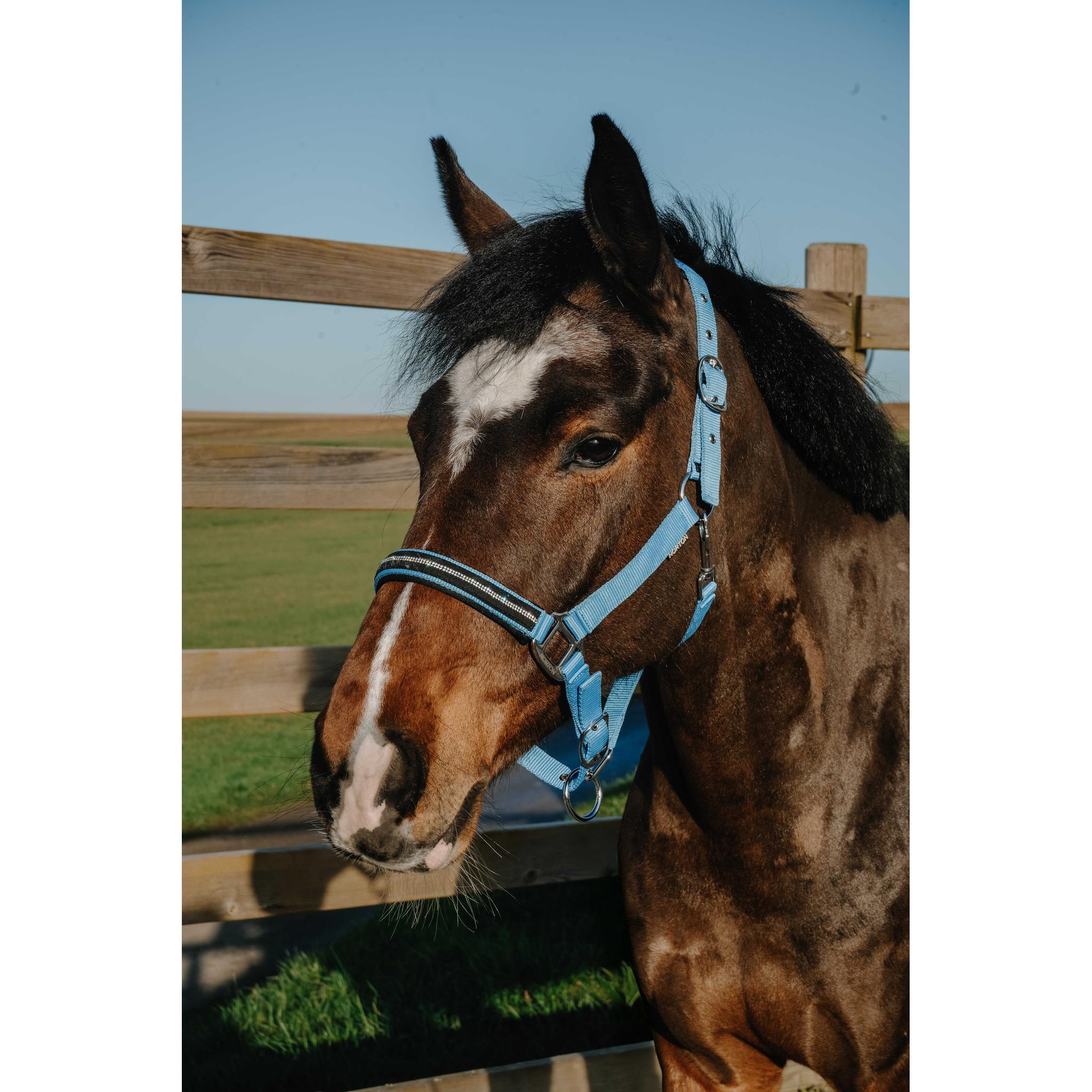 NORTON Crystal Halter Light blue - 510278311_ambi_3