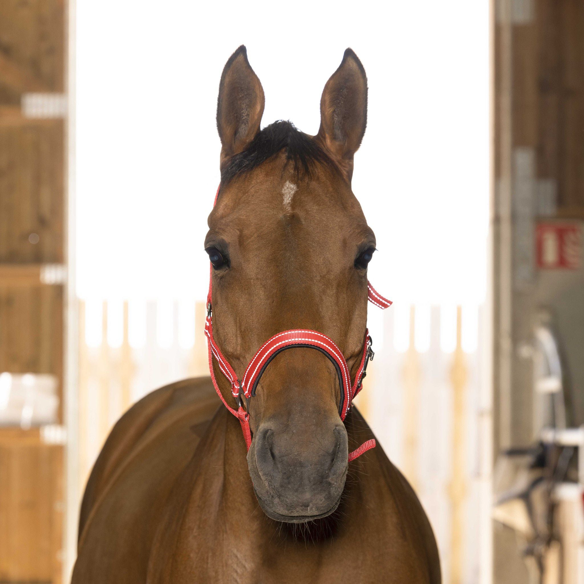 Norton Reflective halter Red 510630303