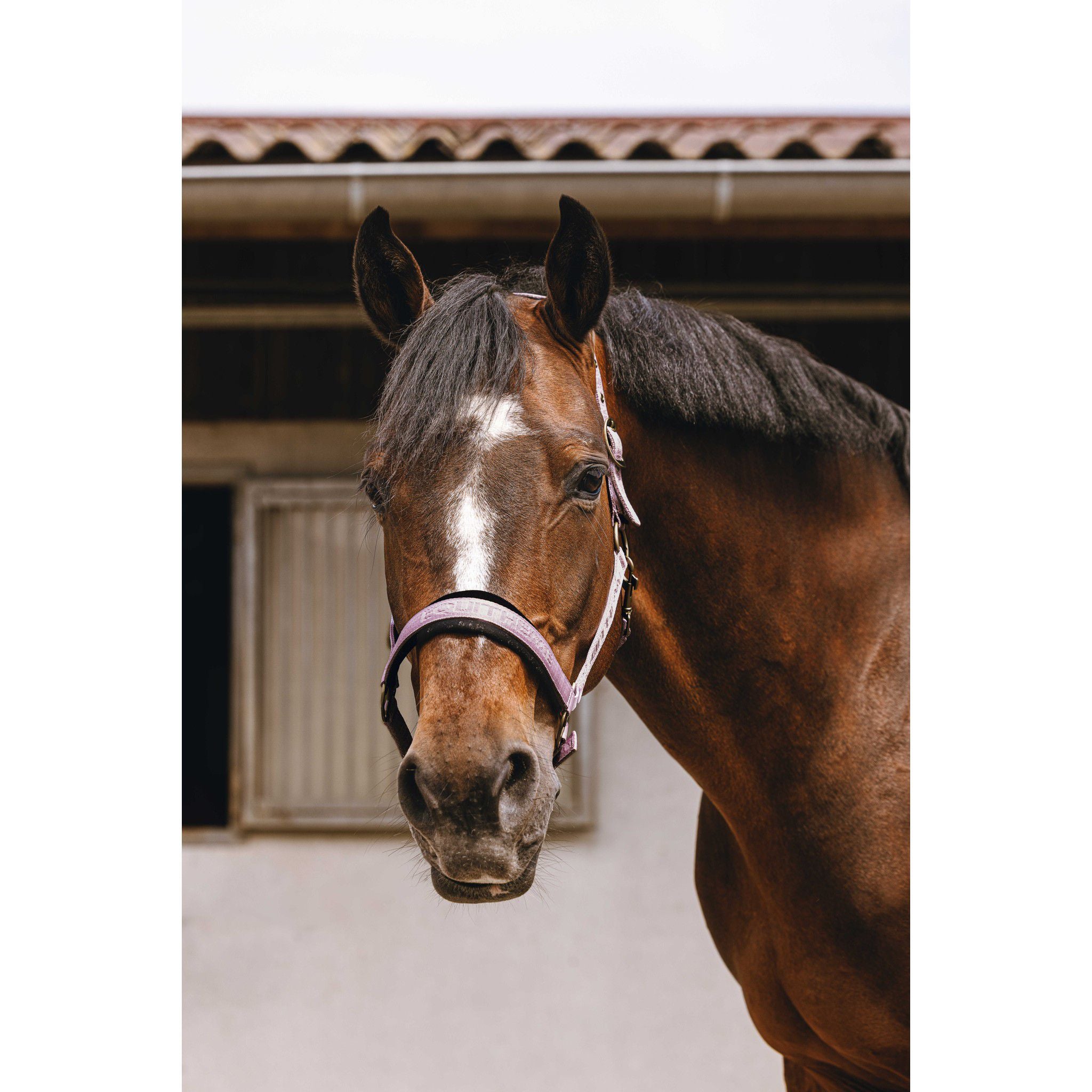 EQUITHÈME Jacquard Halter Pink 510259313