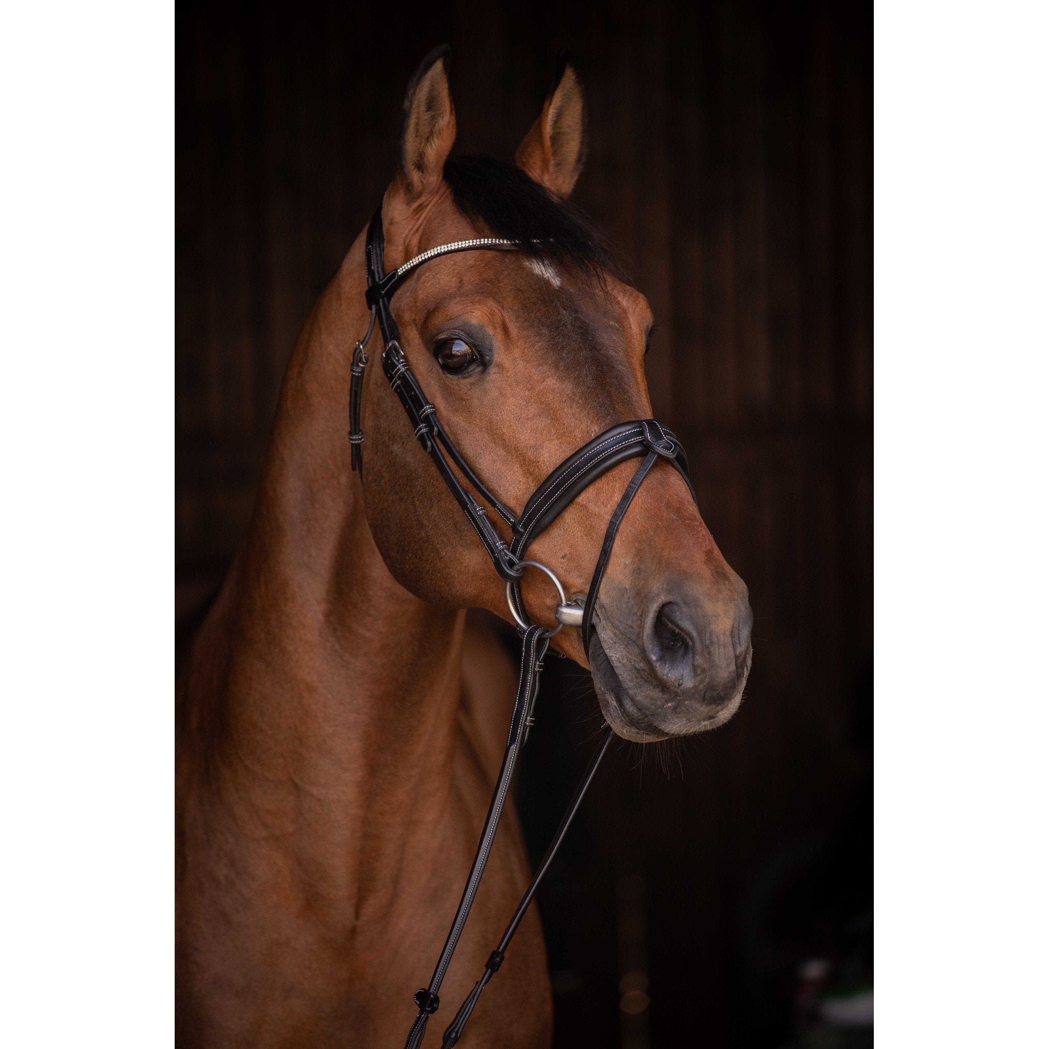 Pénélope Daily Strass Bridle Black 301613302