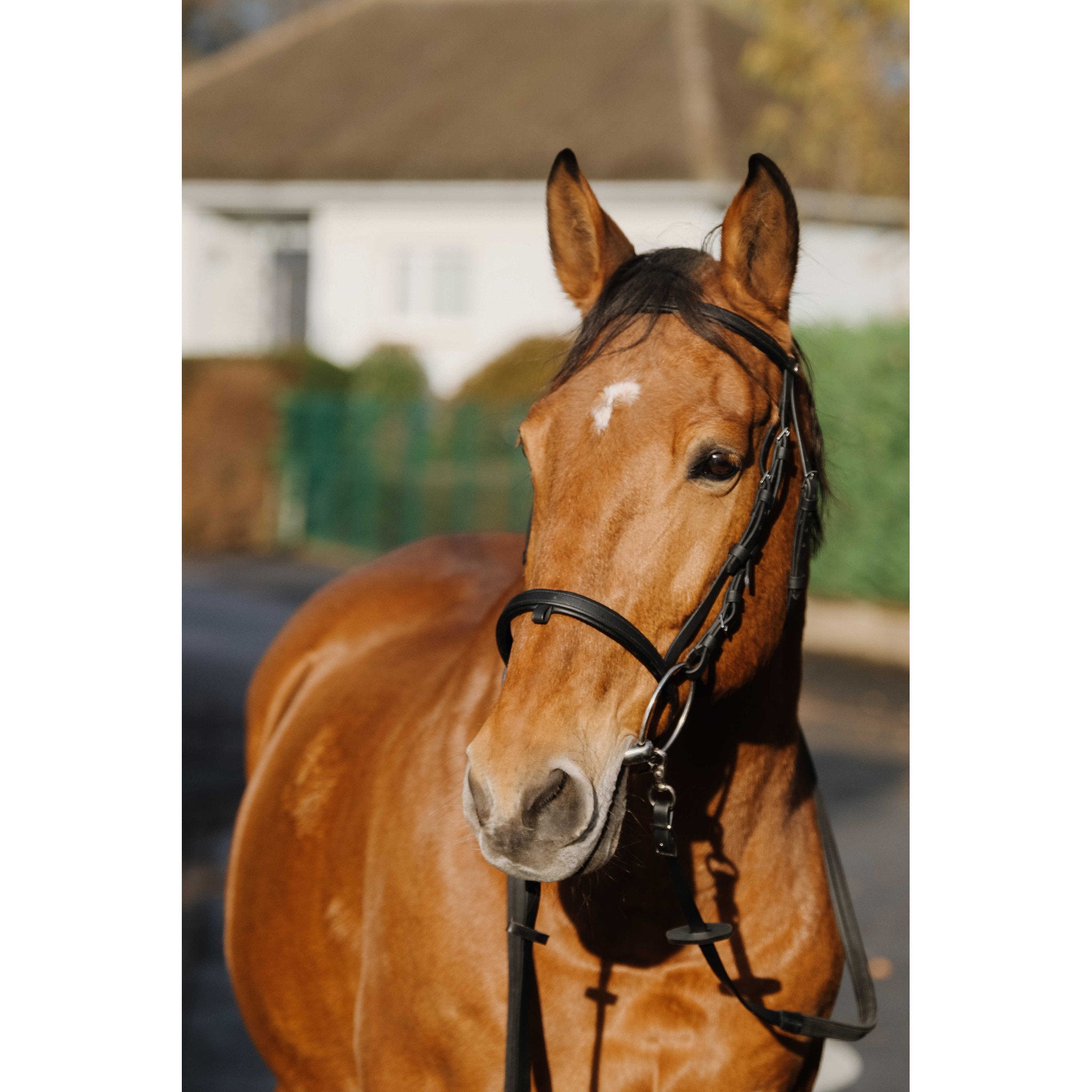 Norton Training Bridle Black 301926302