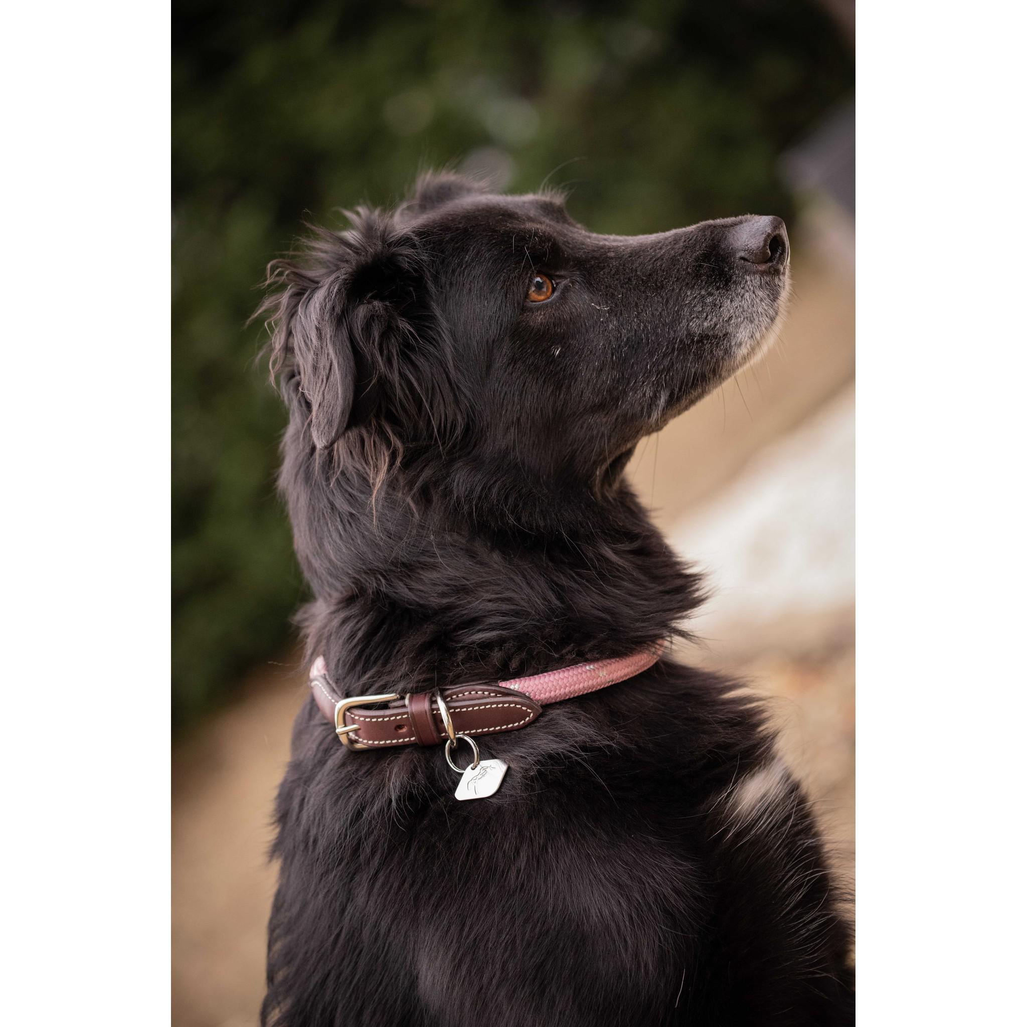 Pénélope Billie Dog Collar Pink 409826440