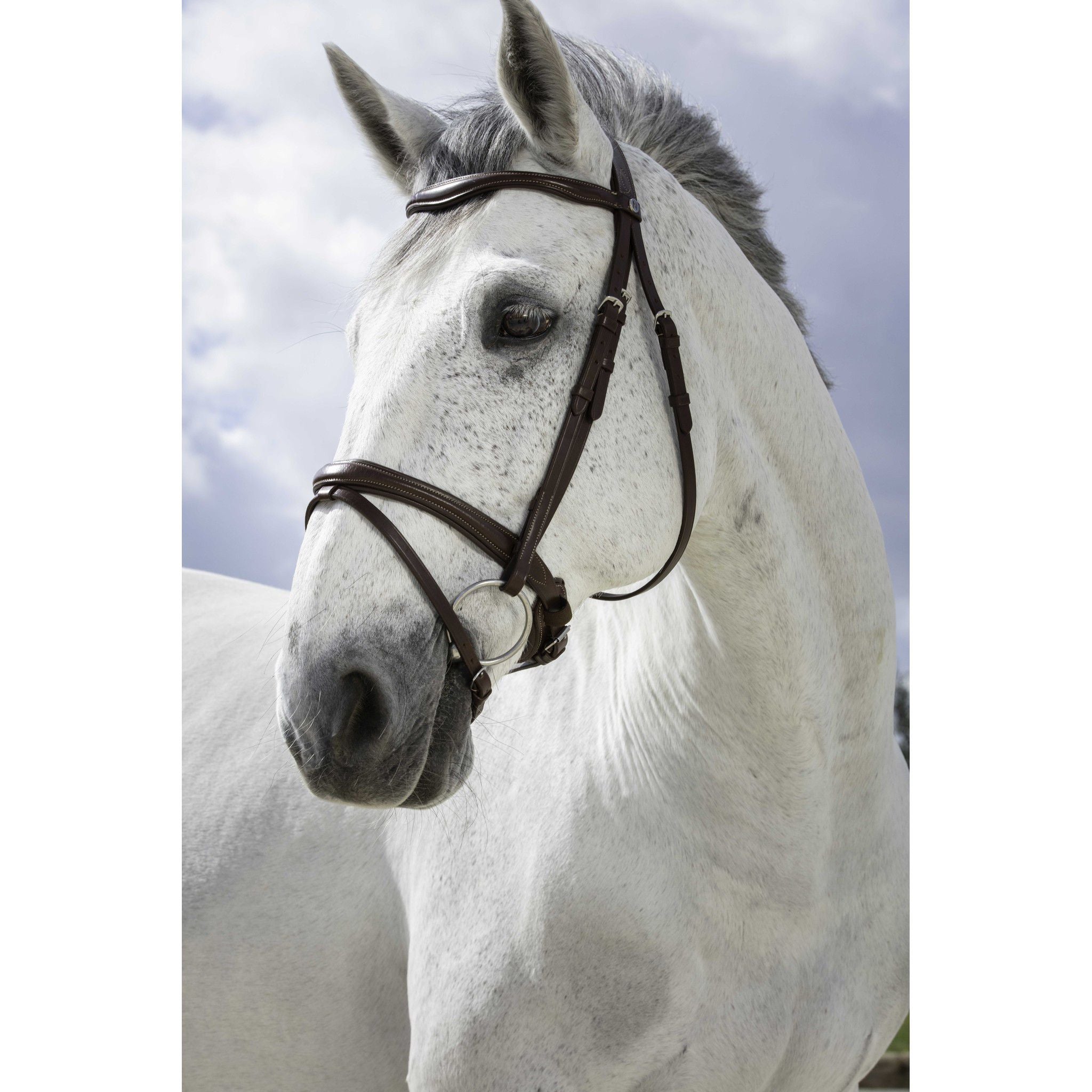 Bridle Norton Pro Combined Havana 301829318