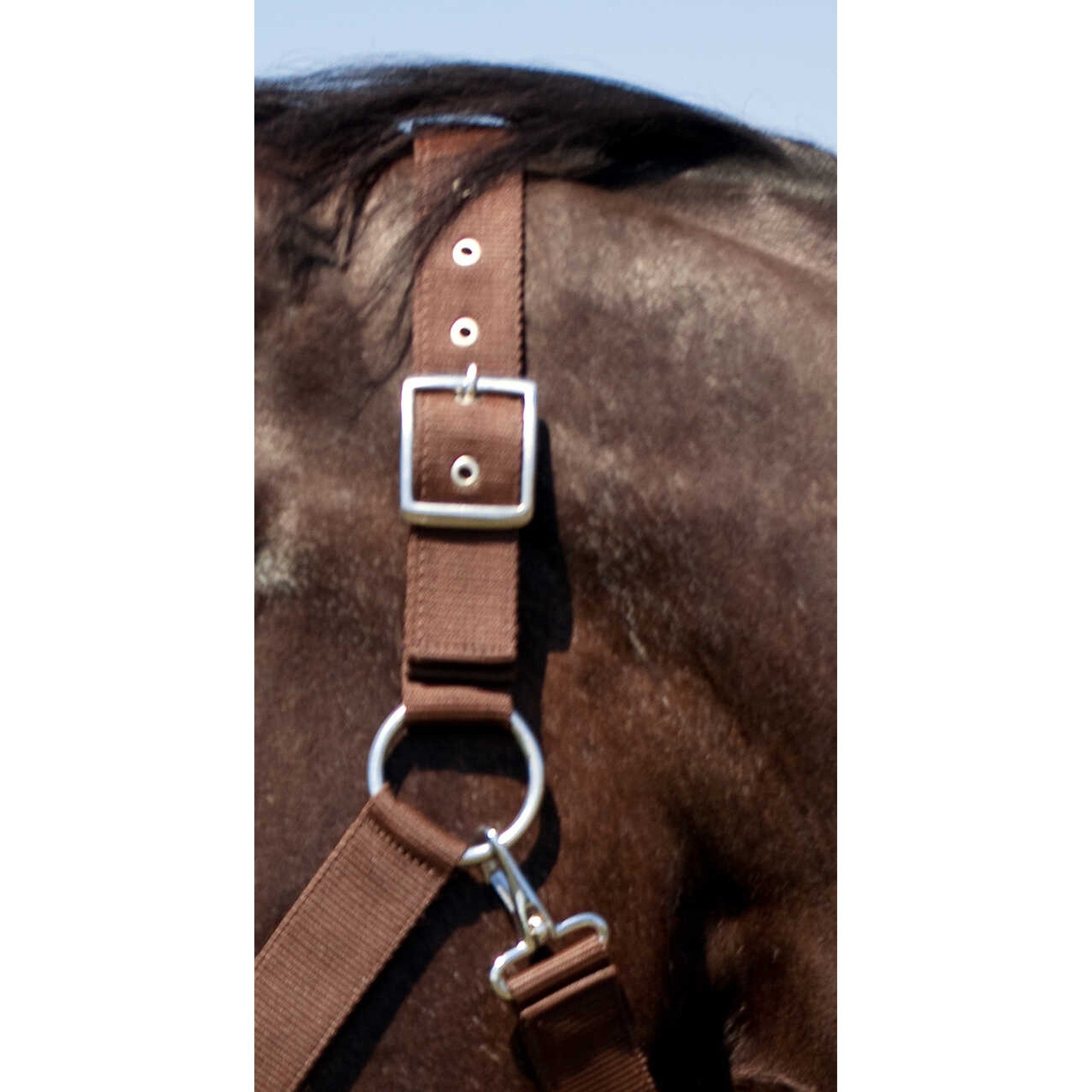 Draught horse nylon headcollar NORTON Brown 510193004