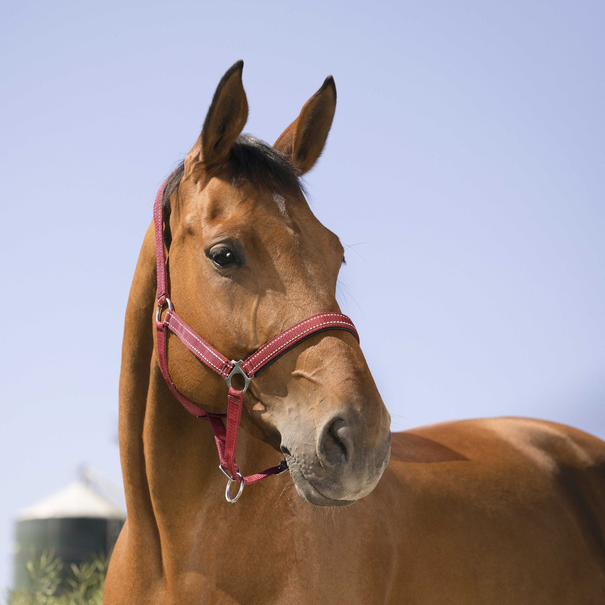 Norton Reflective halter Burgundy 510630333