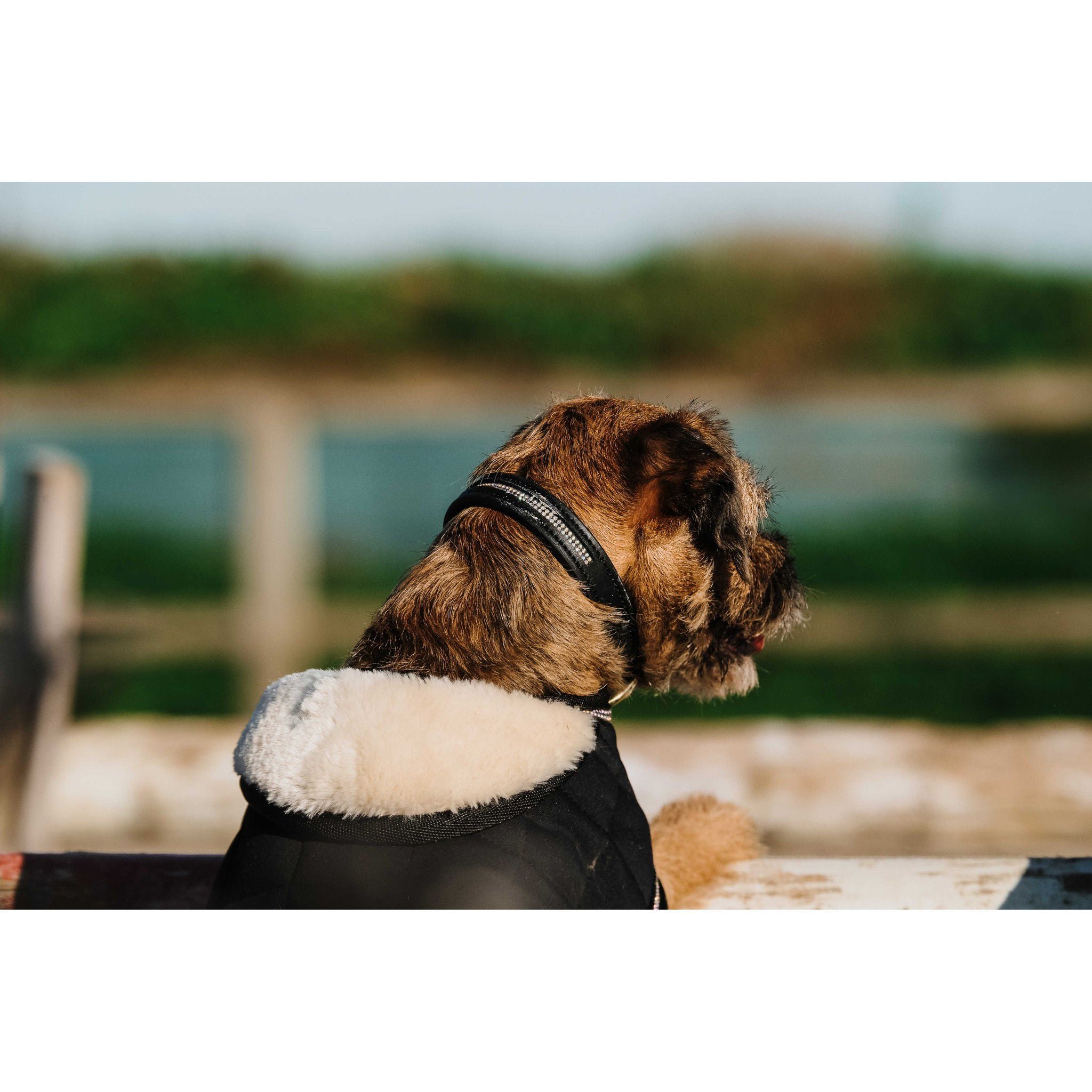 Je t'aime EQUITHÈME Velours dog rug Black 409037240