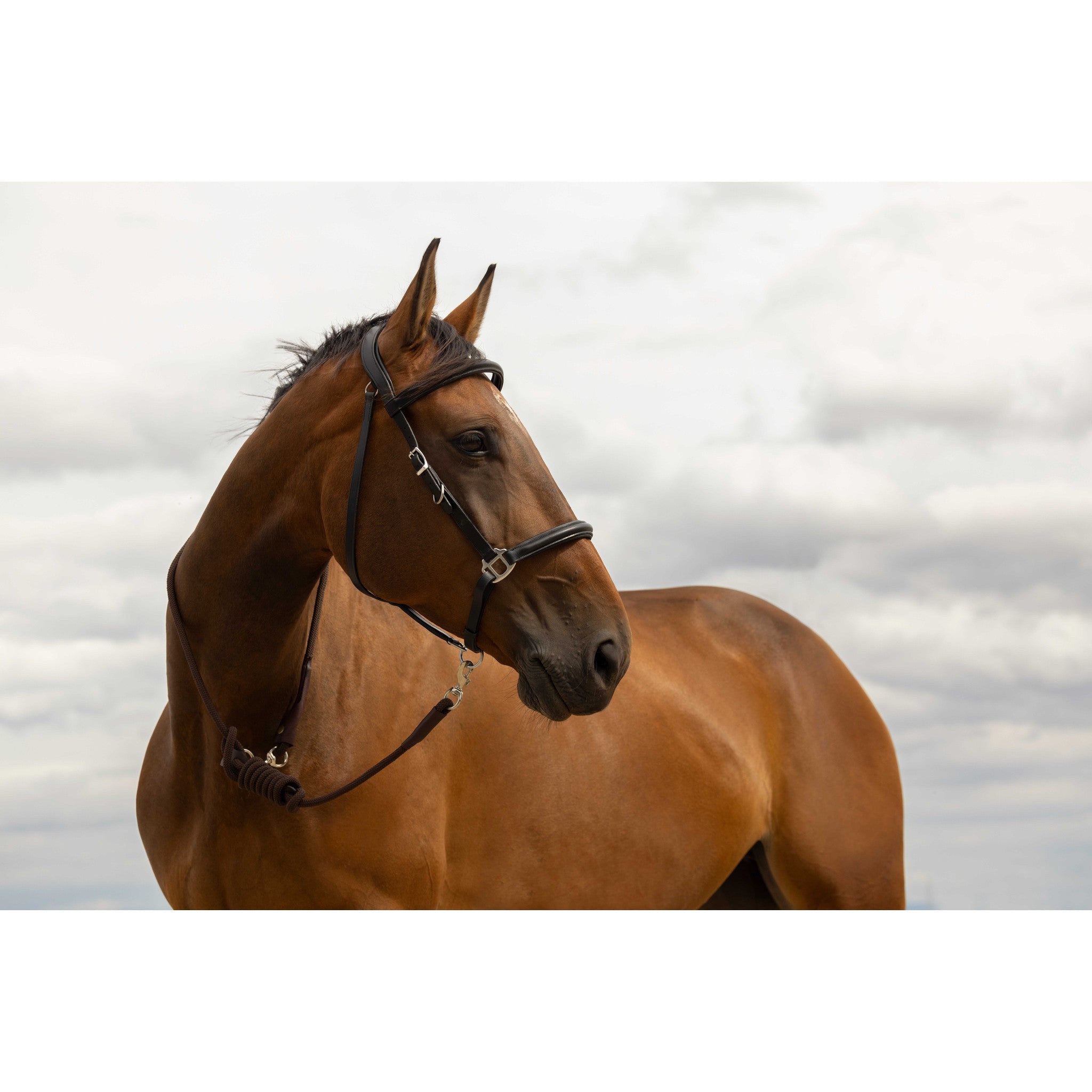 Norton Rando Lunge Brown 520078004