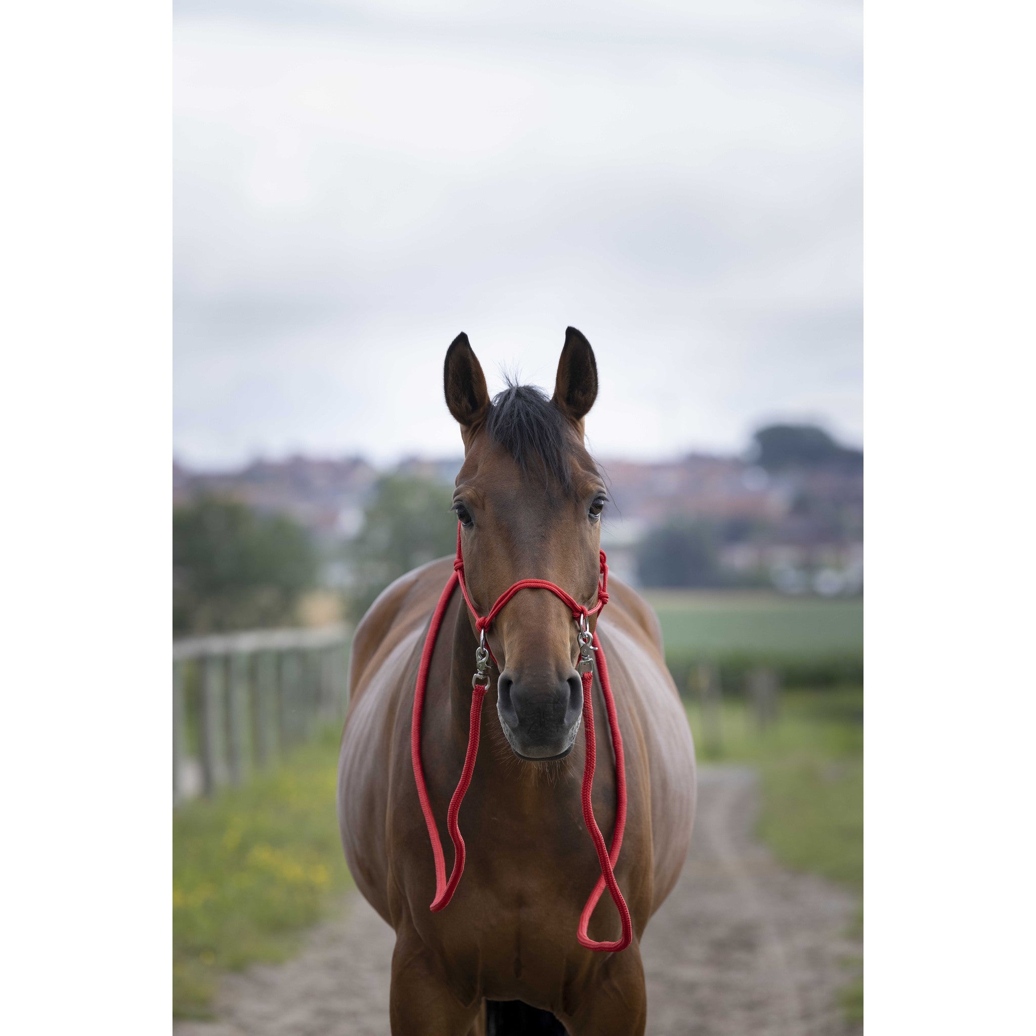 Norton Ethological halter with reins Red 510155003