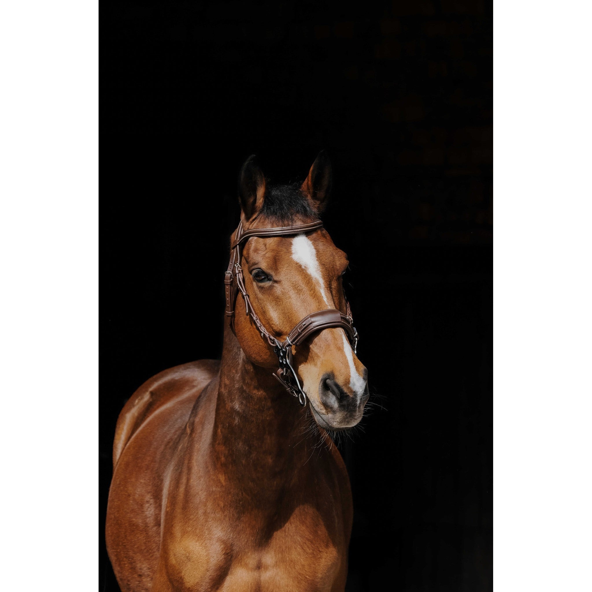 Norton Pro Hackamore Bridle Havana 301899318