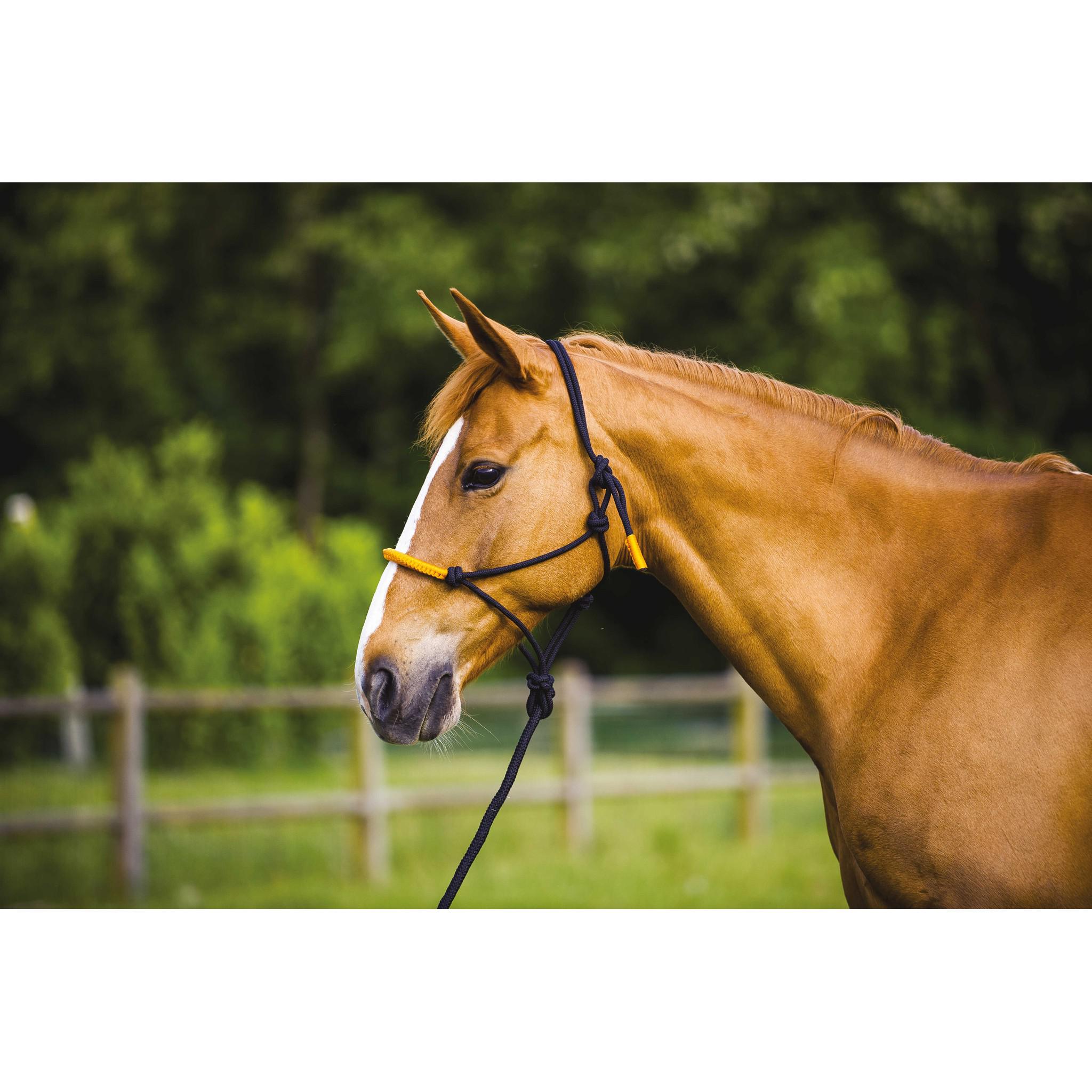 Norton Fun colour Ethological halter + lead rope Black/neon orange 510160322