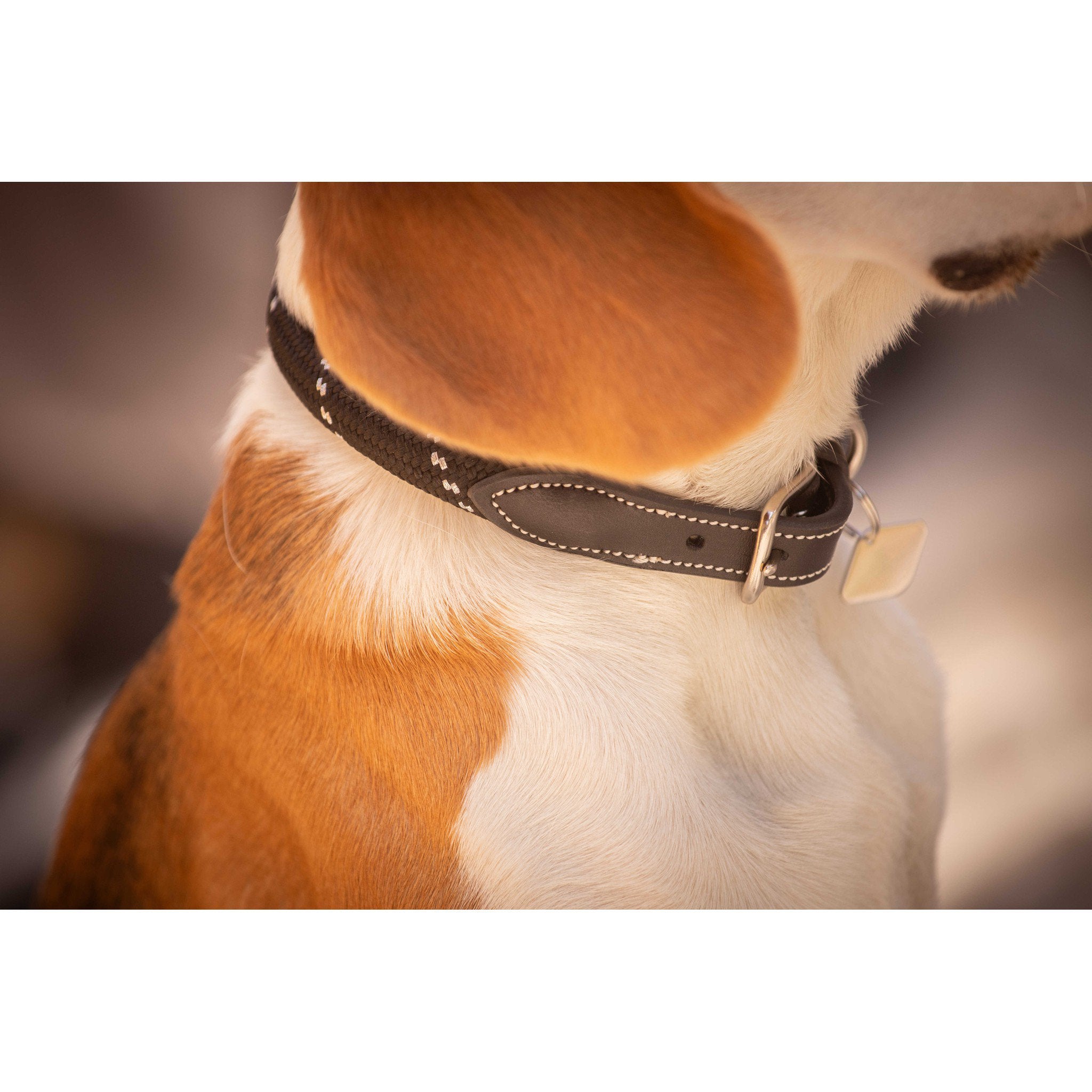 Pénélope Billie Dog Collar Black 409826240