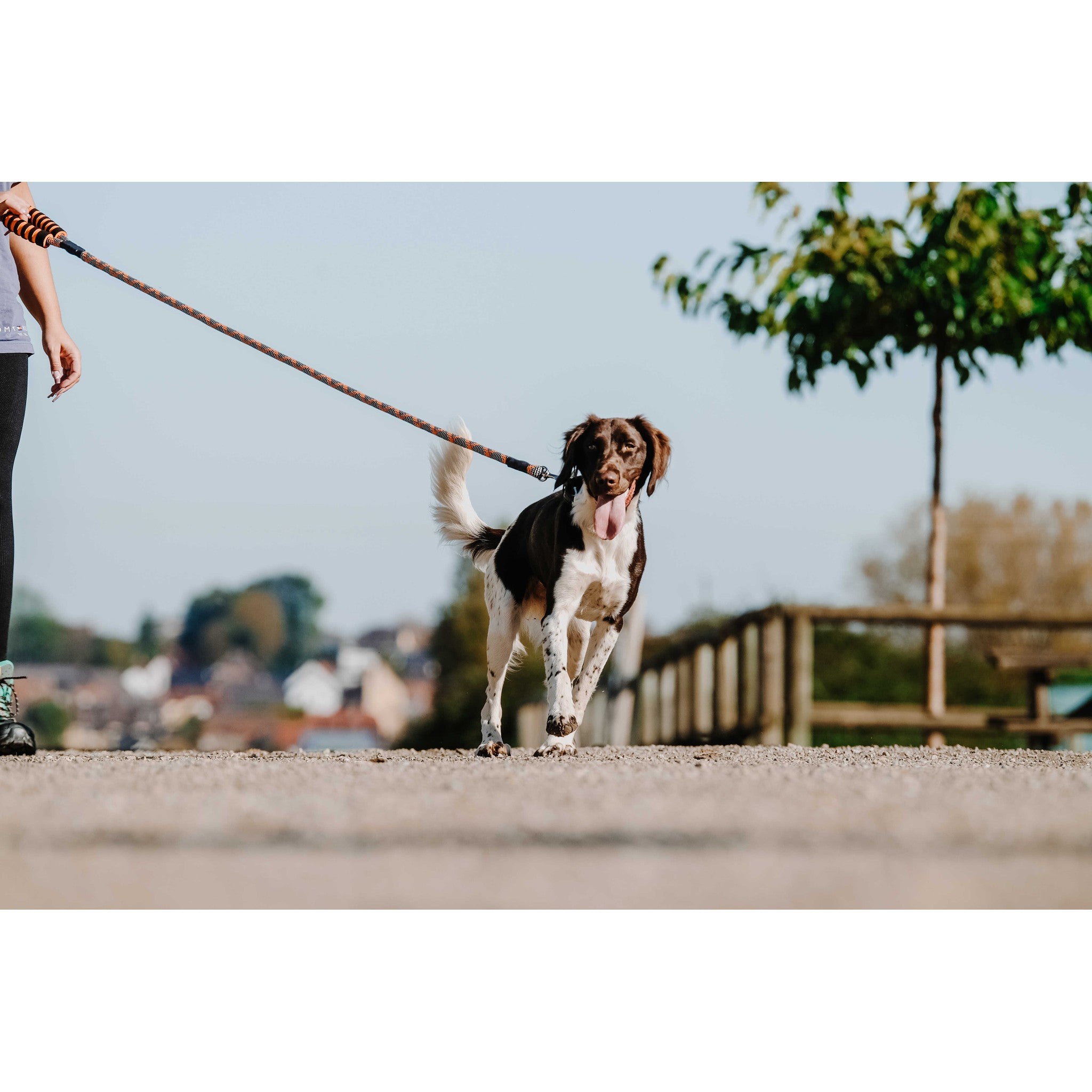 EQUITHÈME Haspen Dog Leash Black/neon orange 409055225