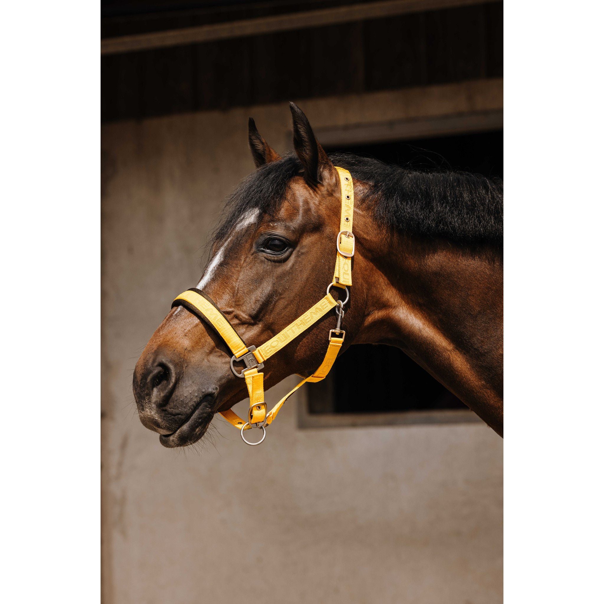 EQUITHÈME Jacquard Halter Gold 510259310