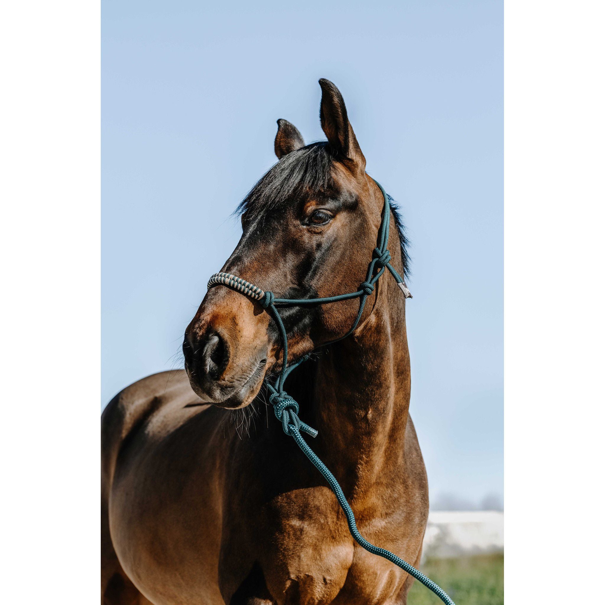 Norton Deco Rope Halter and Lead Set Green/beige 510265308