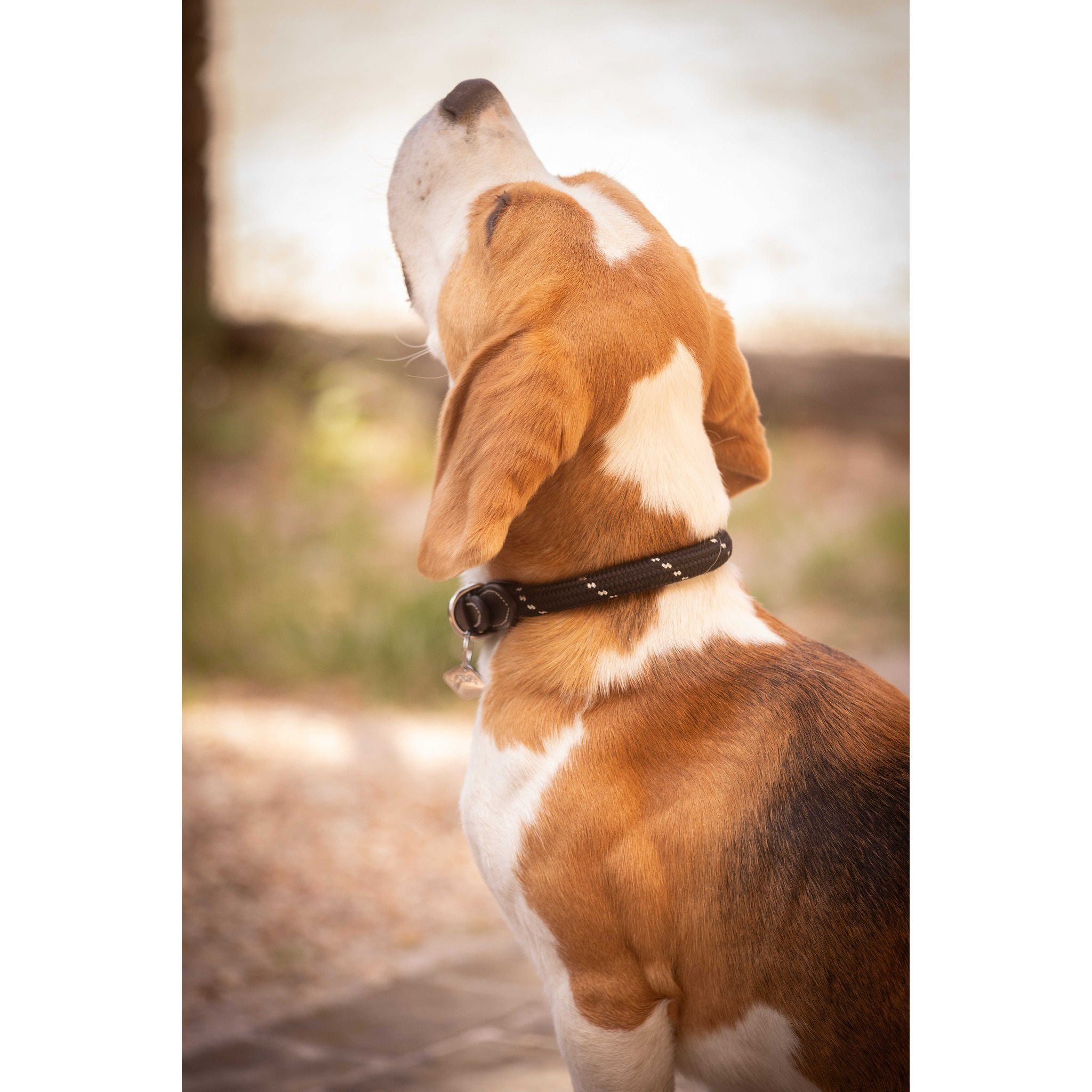 Pénélope Billie Dog Collar Black 409826240