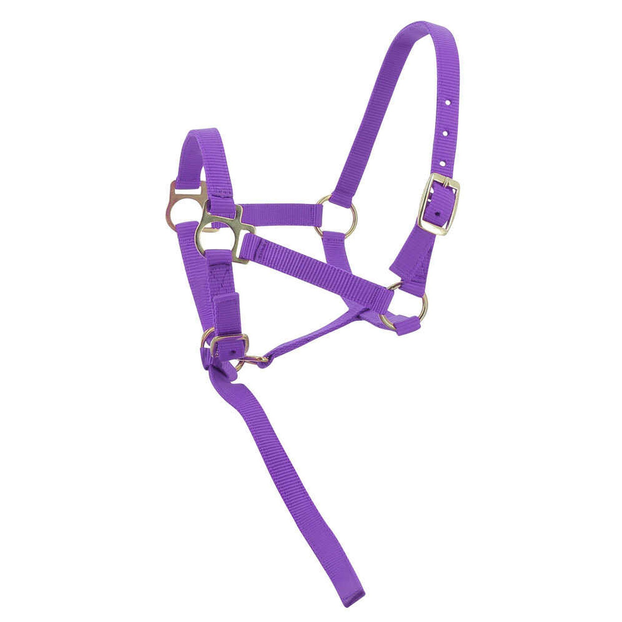 Norton Nylon halter foal Purple 510038015
