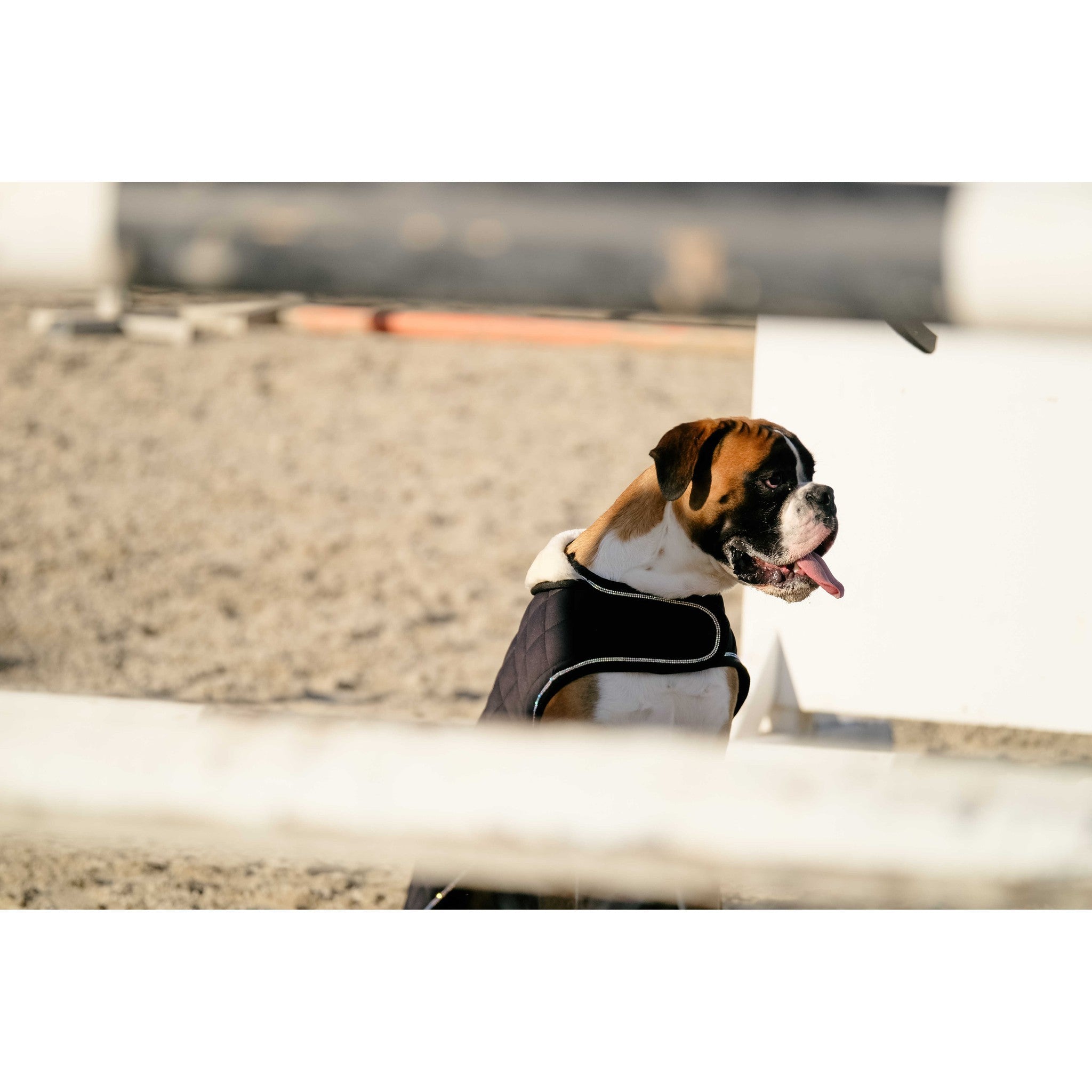 Je t'aime EQUITHÈME Velours dog rug Black 409037240