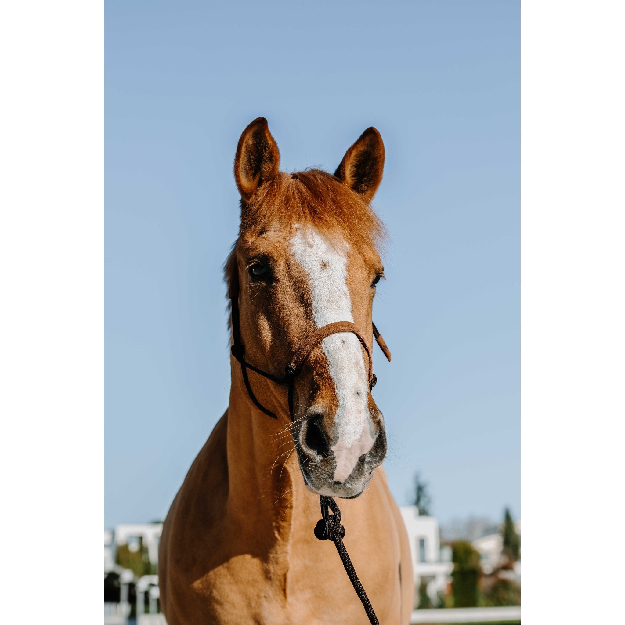 Norton Suede Rope Halter and Lead Set Brown/light brown 510270504