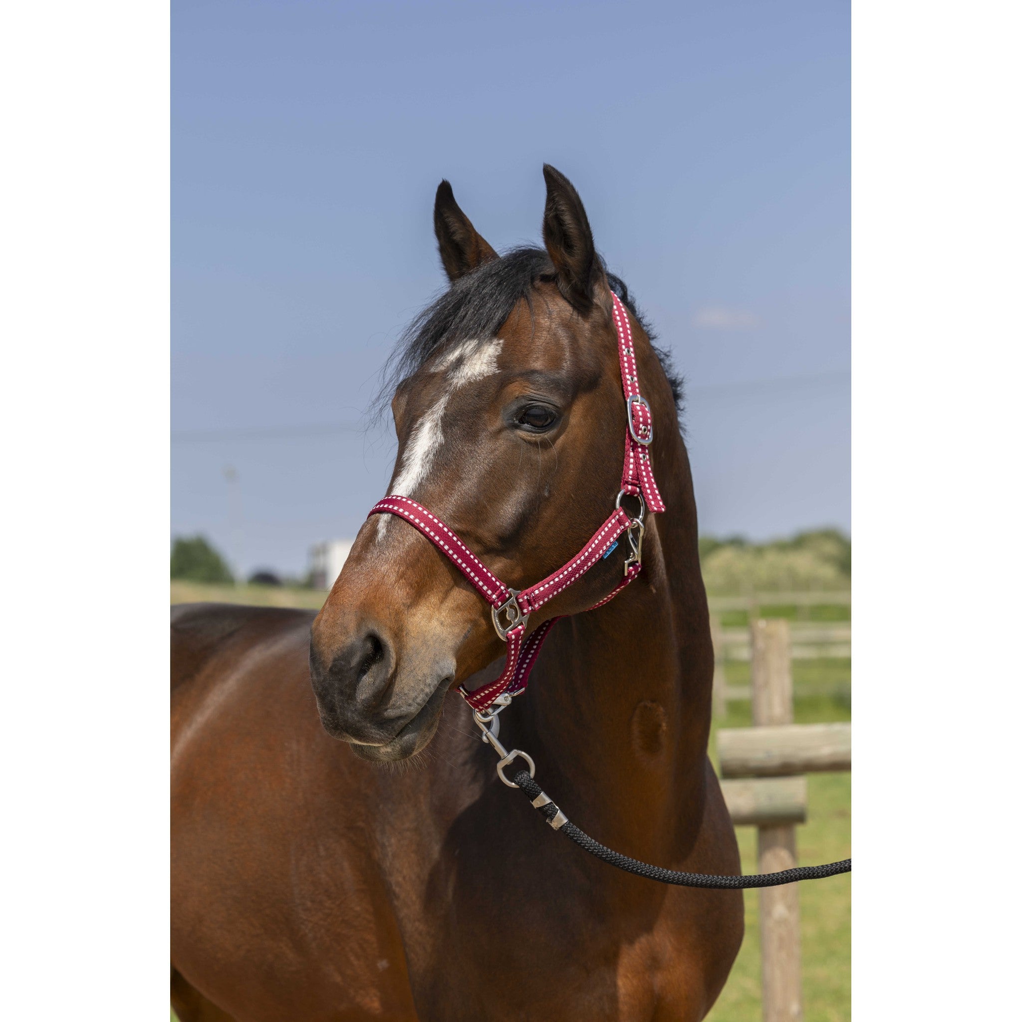 Norton Grooming Halter Burgundy 510245333