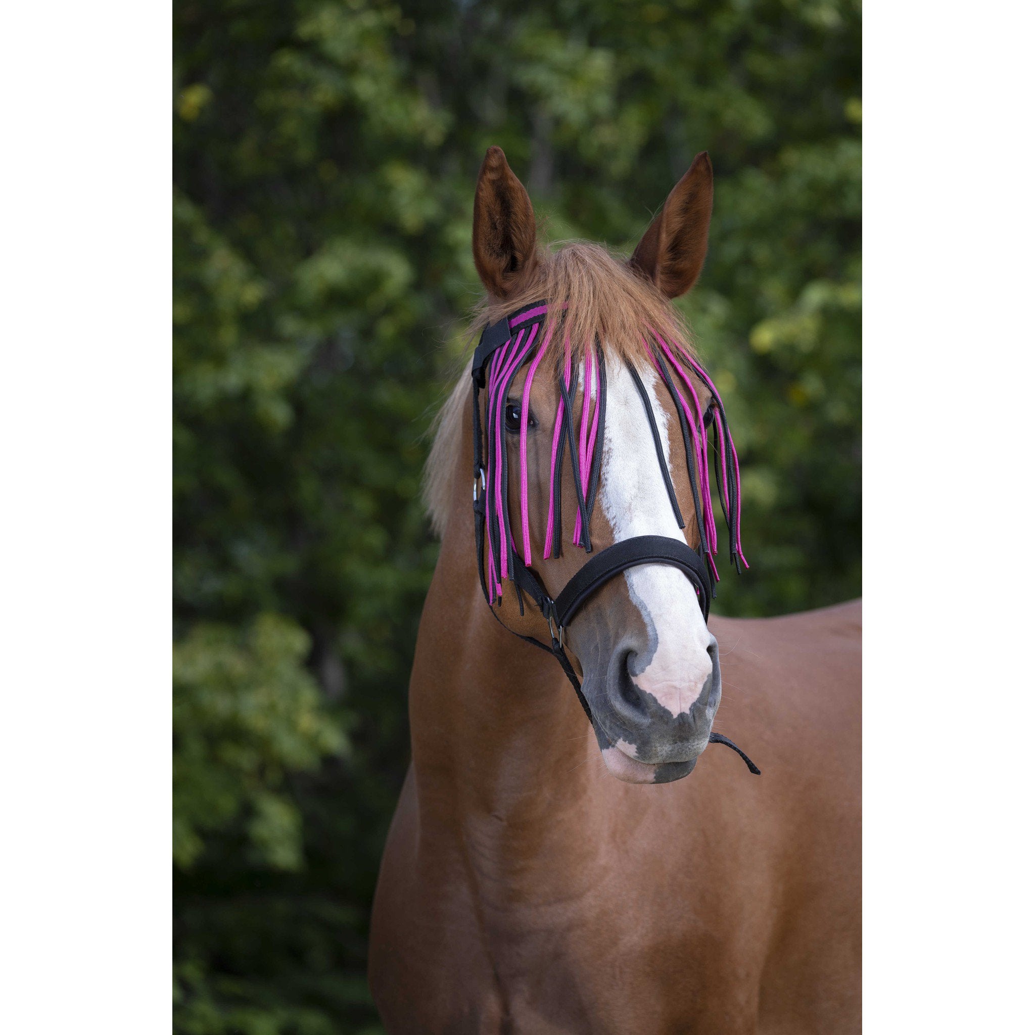 Norton bowband with fly fringes Black/raspberry 306730323