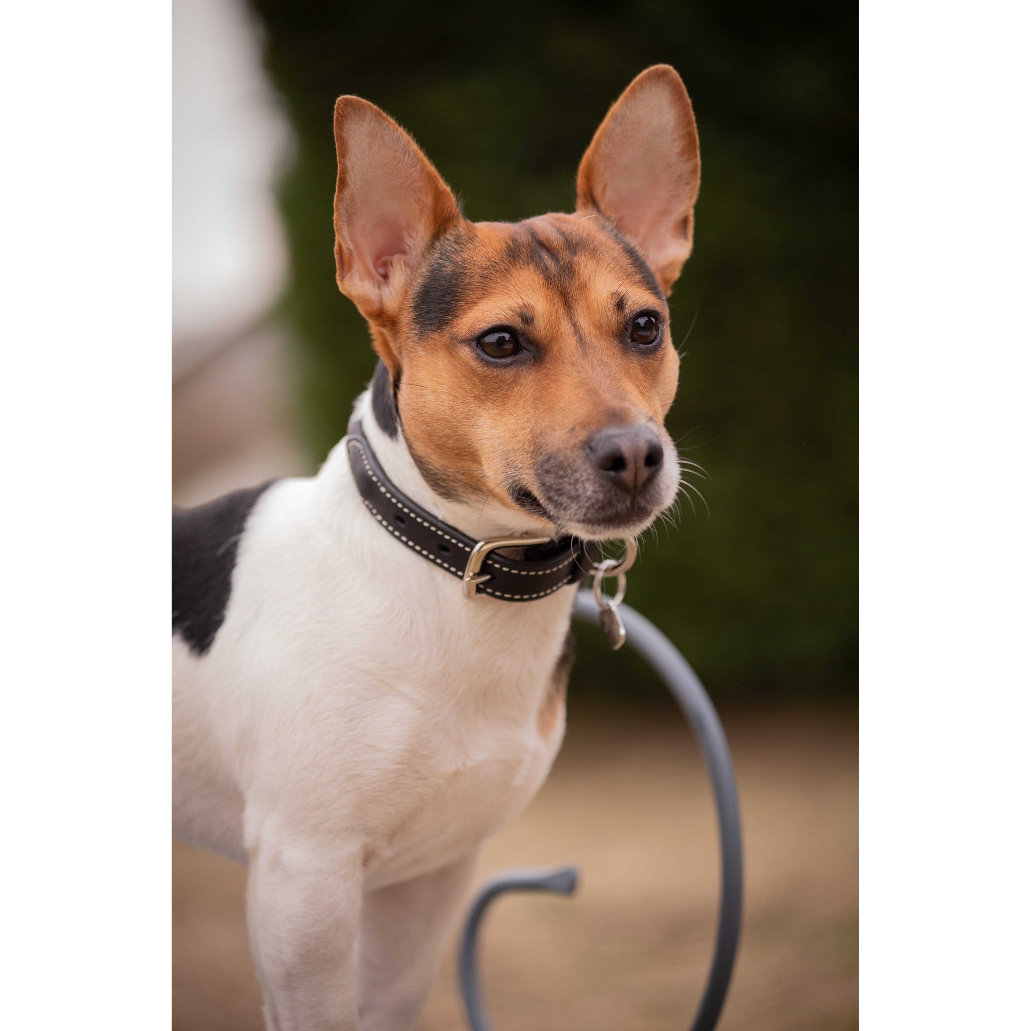 Penelope Olie Dog Collar Havana - 409825430_ambi_6