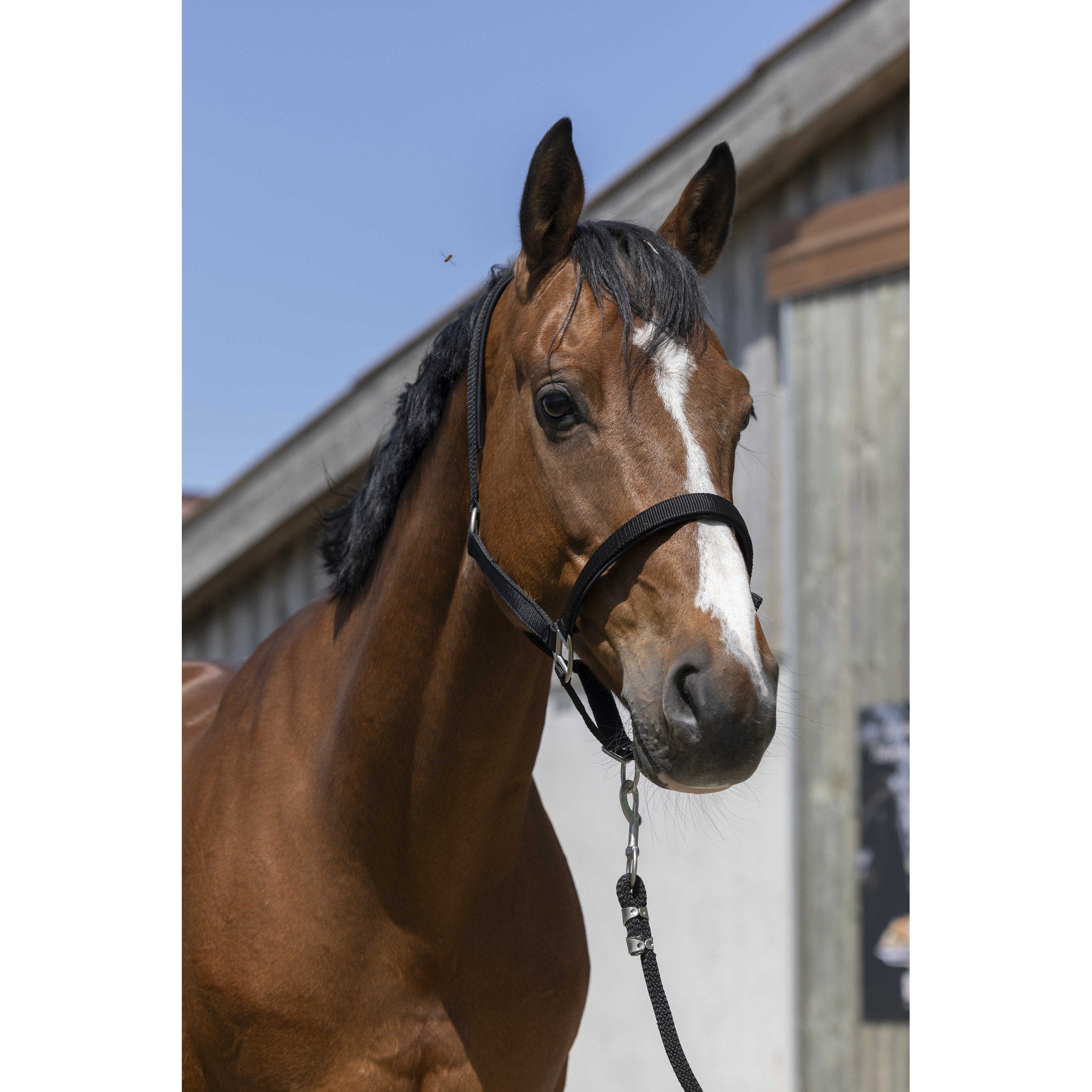 Norton Satine Halter Black 510248302