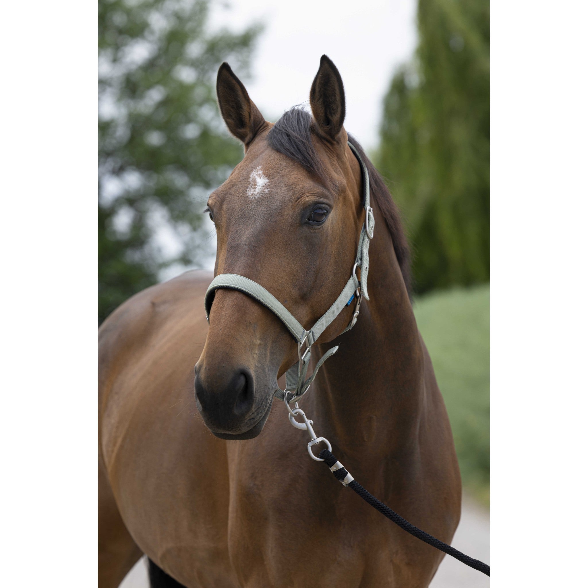 Norton Satine Halter Olive 510248318