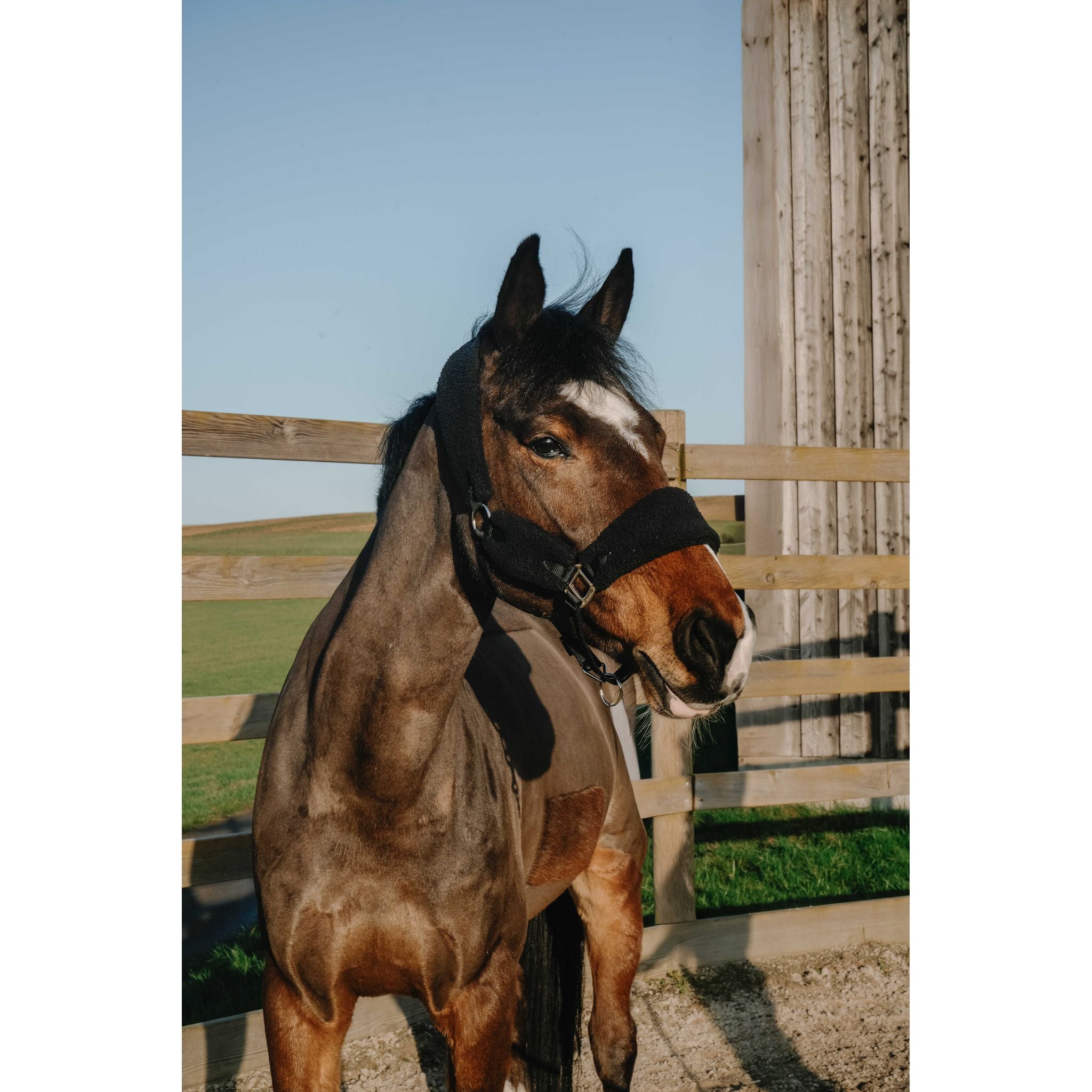 NORTON Sherpa Halter Black - 510279302_ambi_1