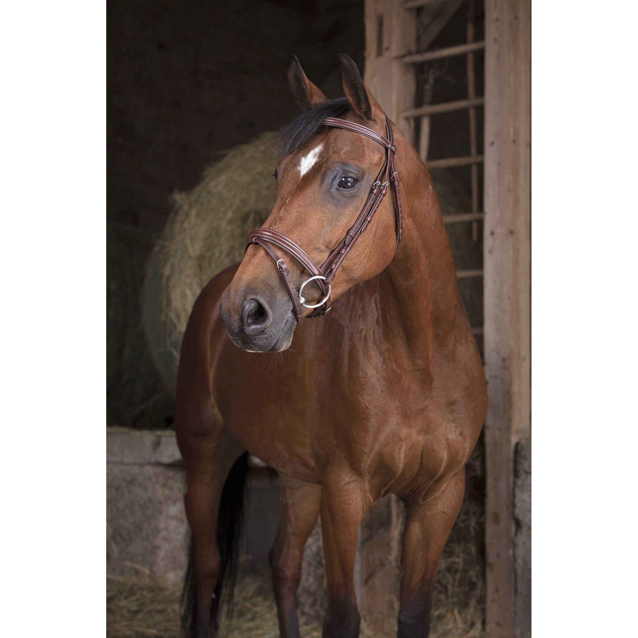 Norton Pro Fin Bridle Havana 301827318