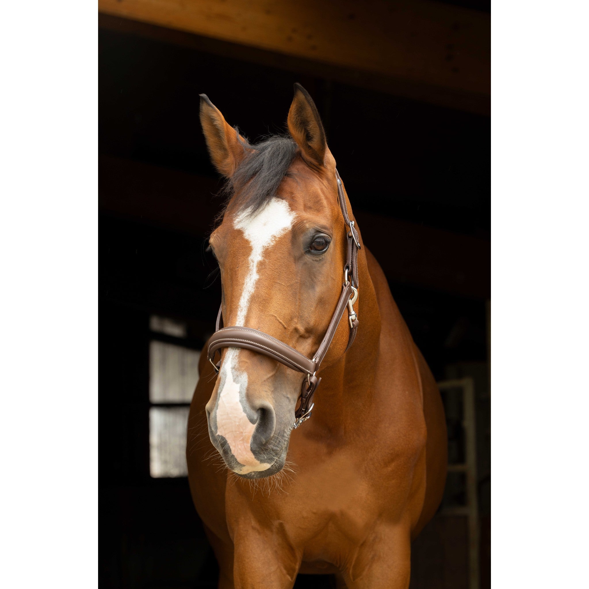 Norton Pro Anatomical head collar Havana 510300318