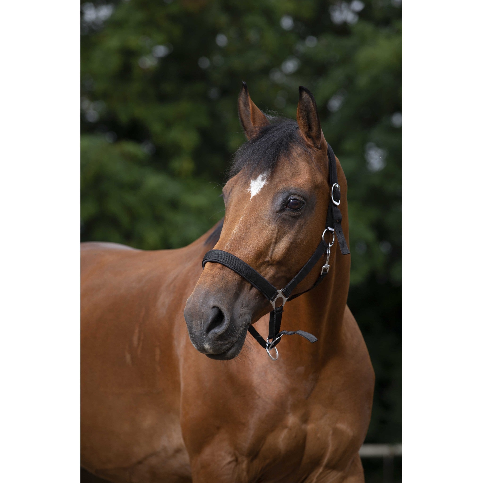 Norton nylon and neoprene lined Halter Black 510494302