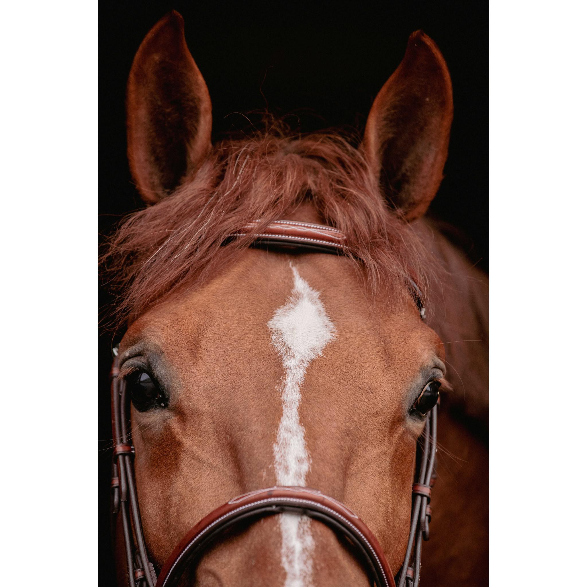 Pénélope Hunter US Bridle Chestnut 301610304