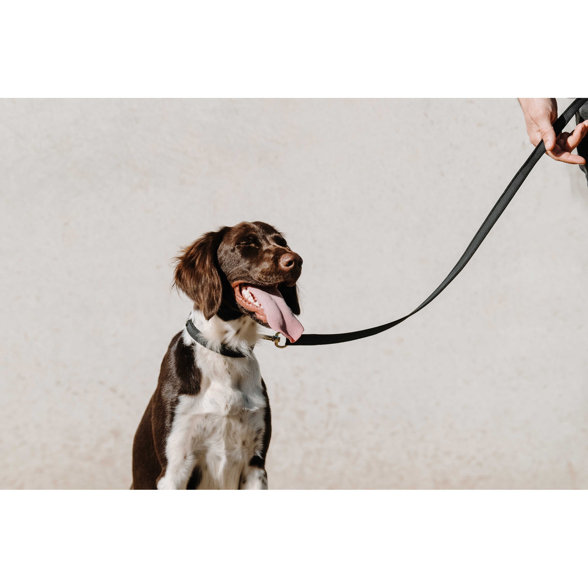 EQUITHÈME Nala Dog Collar Black 409051230